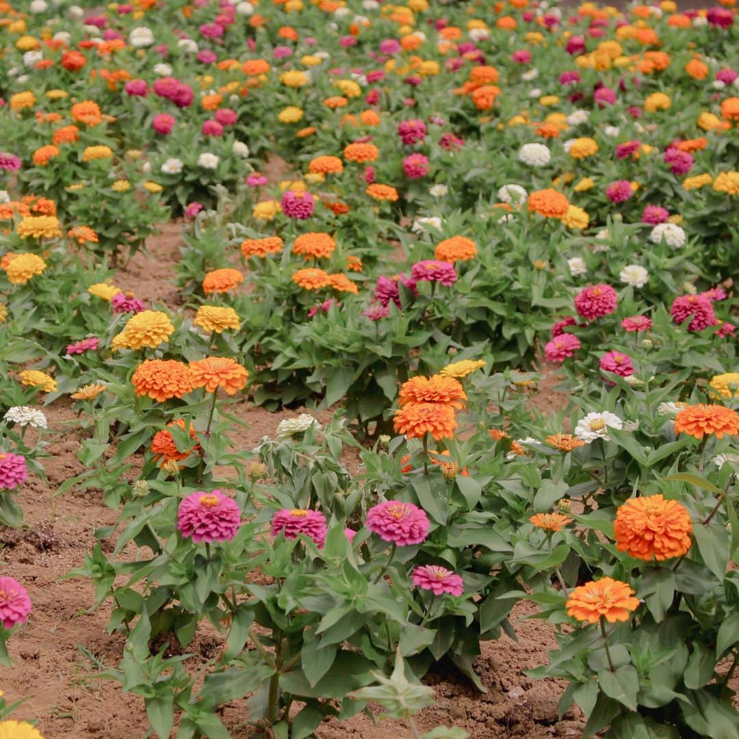 成田ゆめ牧場のインスタグラム：「🌼🌼  成田ゆめ牧場の夏のお花といえば、 ひまわり畑ですが・・・こんなカラフルで可愛いお花の花壇もあるんです♪  ヒャクニチソウ（ジニア）というお名前のお花で、8月下旬ごろまで見頃となりそうです😮イベントホール前のお花畑に植えられていますので、ぜひこちらのお花も見に来て下さい🥰※生育状況により早めに終了する場合もあります  ひまわりも順調に成長中です！🌻 背丈の低いShortひまわり畑は1割ほどの開花、Tallひまわり畑は、7月の中旬以降の開催予定です！ 最新の開花状況は、HPにてご確認ください。😊  #成田ゆめ牧場 #お花 #花壇 #ジニア #ヒャクニチソウ #成田観光 #成田レジャー #レジャー #千葉観光 #観光 #インスタ映え #インスタ映えスポット」