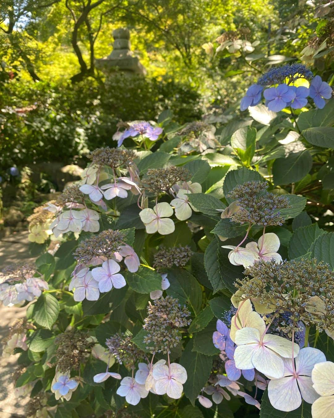 加藤圭さんのインスタグラム写真 - (加藤圭Instagram)「͛💠 小さい花の密集に虫がいそうだけど 小さい花の集まりがかわいい 紫陽花 ͛.*🍃💠 𓂃𓈒𓏸︎︎︎︎⁡ ͛.*🍃💠 𓂃𓈒𓏸︎︎︎︎⁡ ͛.*  雨が似合う紫陽花🌧  日本には四季の物がたくさん 🧚‍♂️ꯁꯧ ͛.*🍃  pic4の ルフランさんのハンドメイドリング @jajaeri.k.w  紫陽花っぽくて 花っぽくて、お気に入りです ꯁꯧ 🥰  それではまた ͛💠 . .  #紫陽花 #summer #japan #hydrangea #flowers #view #photography #photo #camera」7月8日 11時19分 - kei_kato_