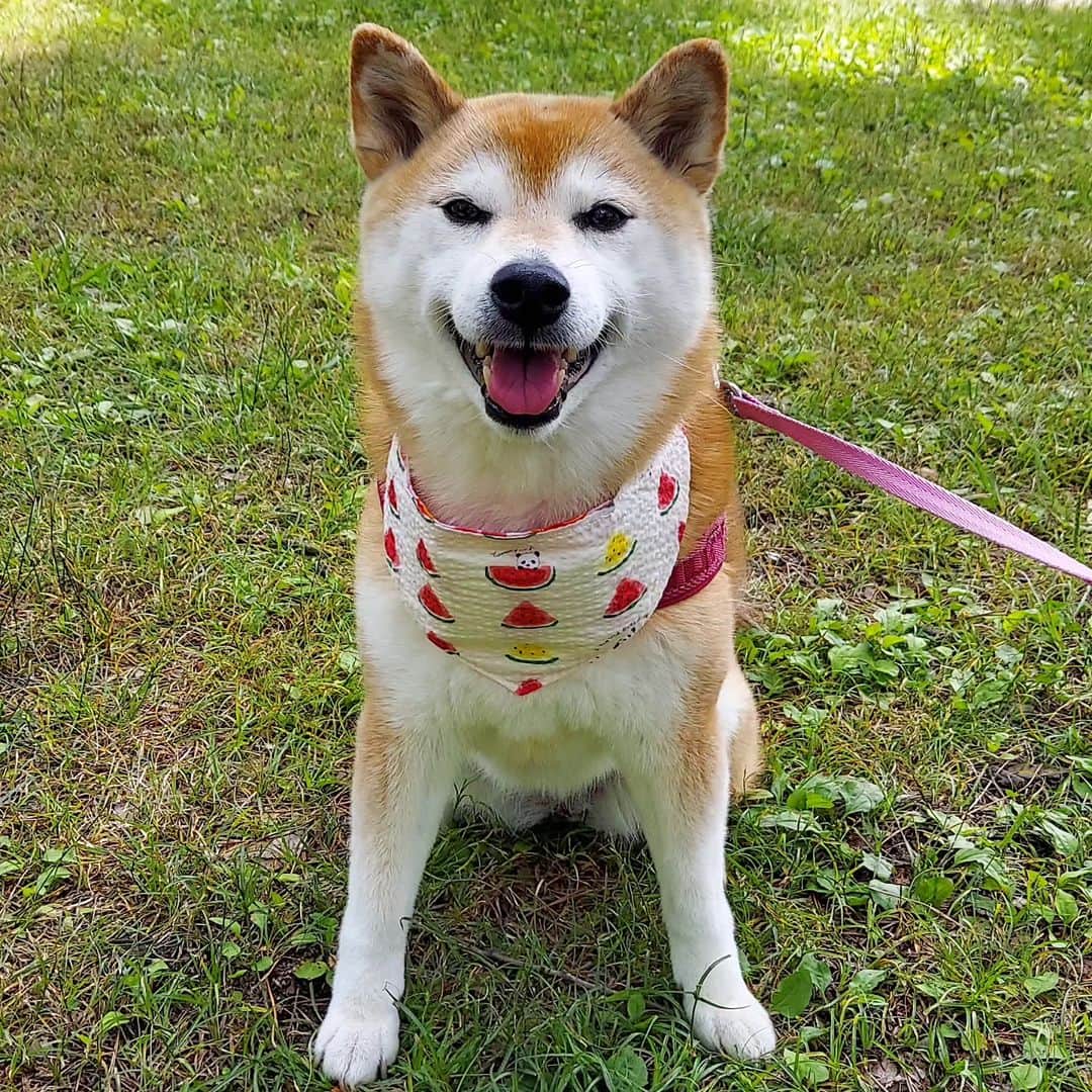 ハナとソラのインスタグラム：「『柴犬のここが好きシリーズ』 しばらくお休みさせていただいてますが、 こよもお母さんもお姉ちゃんも元気です。  毎日ちゃんとお散歩も行ってるし ちょっとしたお出掛けもしてます🐕️  いろいろしなければいけないこと、考えなければならないことがまだまだ終わらないので、イラストを再開できるのはまだ先になりそうです🙇  毎日インスタグラムを覗いて、皆様の投稿に癒され、楽しませていただいてます😊 これからもよろしくお願いします🙇‍♀️  #ここ柴部 #柴犬こよみ」
