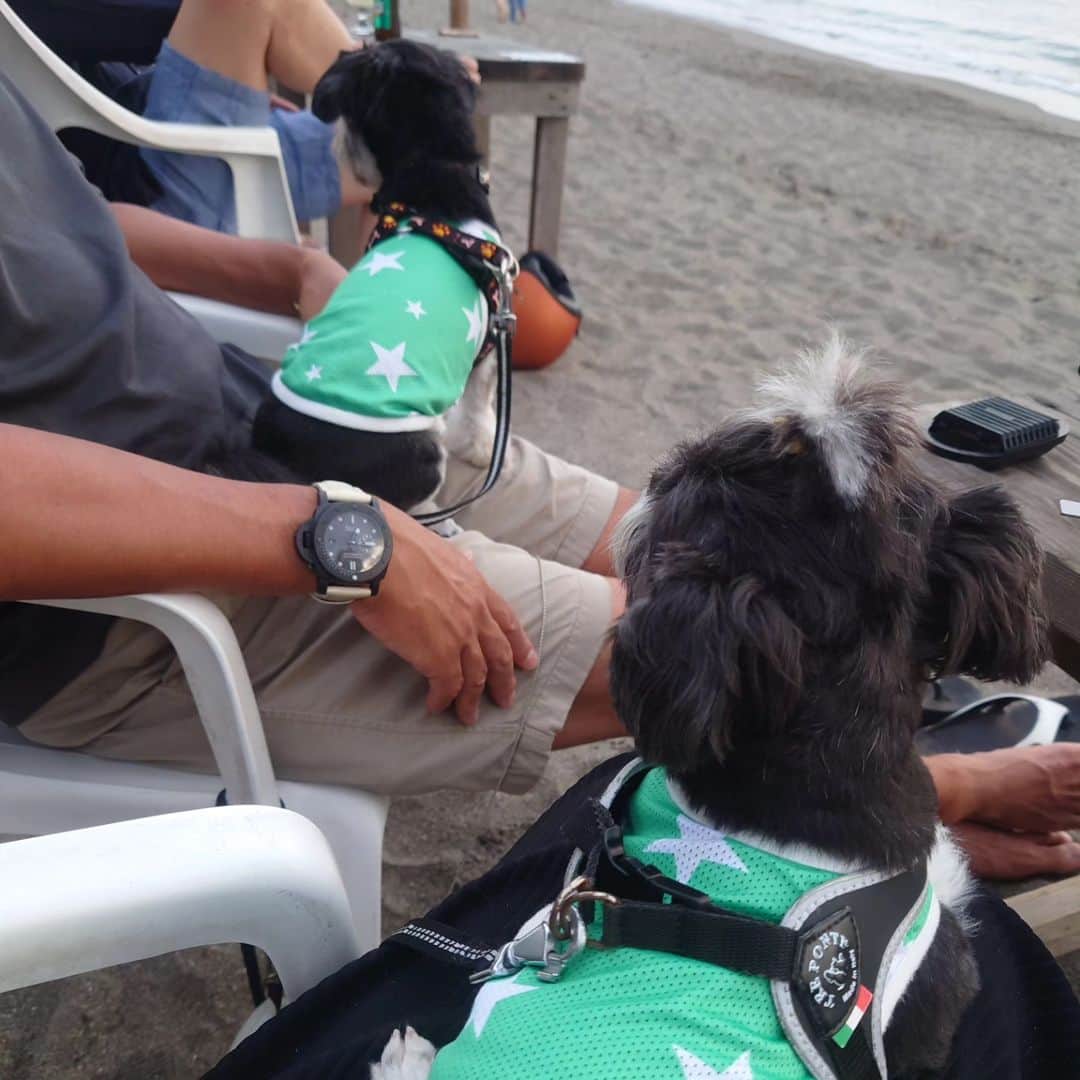 渡辺めぐみさんのインスタグラム写真 - (渡辺めぐみInstagram)「お散歩がてら、今年初の海の家へ行きました❢  風が気持ちよかった🙂⤴️⤴️⤴️  夏は、これからが本番です👍  #海の家  #葉山  #一色海岸  #一色海岸bluemoon  #気持ち良い  #ミックス犬  #mix犬  #保護犬 #可愛い  #チワマル #チワズー #instagramjapan」7月8日 11時27分 - meguheart