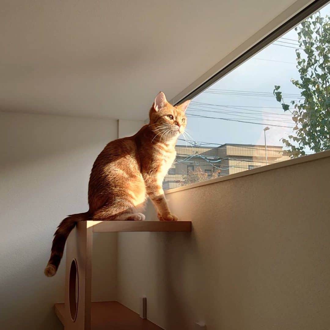 インゾーネさんのインスタグラム写真 - (インゾーネInstagram)「猫と暮らす家を建てて下さったオーナー様より、猫さんとの暮らしを共有いただきました！🐈  キャットステップ、キャットウォーク、窓台など、 猫の大好きな飛び乗れる場所や、 休める場所をたくさんつくったお家。  果たして、猫さんは本当に遊んでくれるのだろうか？ とスタッフとしてもその後の暮らしが気になっていました。  さて、 引っ越してから、の猫さんは、、、  家中走ったり、 ドアを開けようとぴょんぴょん跳ねたり お気に入りの窓台で日向ぼっこしたり 時にはキッチン収納の中に隠れたり、、、  新しい家を一番満喫してくれているようです！ よかった！🐾  オーナー様からも、 今まで見た事が無い可愛い姿がみれてとても楽しい。 猫ちゃんの家を作って本当に良かった！ とおっしゃっていただきました✨  ちなみに、 キッチンとリビングの間にある柱に 爪研ぎ用の麻ロープを巻いているおかげで、 ソファの被害もほとんどなし。 おすすめ！とのことです。☺️  ペットと暮らす家の事例など、 もっと建築実例が見たい方はこちら！ @inzone_design_labo または、「インゾーネの家　施工事例」で検索！  今一緒に暮らしているペットがのびのび暮らせる家にしたい。 これから、動物と一緒に暮らしたい。 そんな方もぜひ一度ご覧ください。  #猫と暮らす家 #猫と暮らす家づくり #ペットとの暮らし #キャットステップ #inzone #インゾーネの家 #inzonedesignlabo #johnsonhomes #ジョンソンホームズ  #札幌注文住宅 #札幌新築一戸建て #マイホーム #札幌家づくり #こだわりモデルハウス #インゾーネ」7月8日 11時52分 - inzone_design_labo