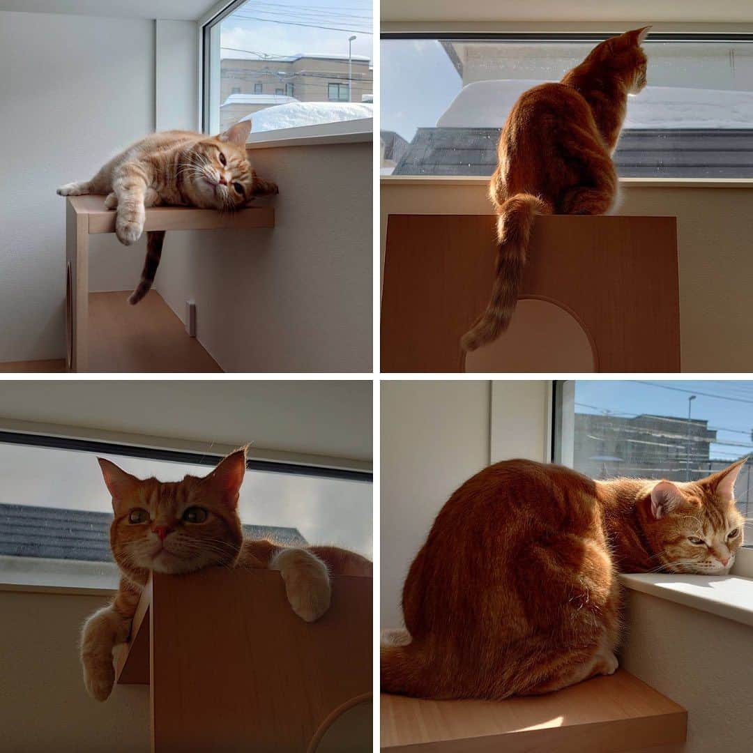 インゾーネさんのインスタグラム写真 - (インゾーネInstagram)「猫と暮らす家を建てて下さったオーナー様より、猫さんとの暮らしを共有いただきました！🐈  キャットステップ、キャットウォーク、窓台など、 猫の大好きな飛び乗れる場所や、 休める場所をたくさんつくったお家。  果たして、猫さんは本当に遊んでくれるのだろうか？ とスタッフとしてもその後の暮らしが気になっていました。  さて、 引っ越してから、の猫さんは、、、  家中走ったり、 ドアを開けようとぴょんぴょん跳ねたり お気に入りの窓台で日向ぼっこしたり 時にはキッチン収納の中に隠れたり、、、  新しい家を一番満喫してくれているようです！ よかった！🐾  オーナー様からも、 今まで見た事が無い可愛い姿がみれてとても楽しい。 猫ちゃんの家を作って本当に良かった！ とおっしゃっていただきました✨  ちなみに、 キッチンとリビングの間にある柱に 爪研ぎ用の麻ロープを巻いているおかげで、 ソファの被害もほとんどなし。 おすすめ！とのことです。☺️  ペットと暮らす家の事例など、 もっと建築実例が見たい方はこちら！ @inzone_design_labo または、「インゾーネの家　施工事例」で検索！  今一緒に暮らしているペットがのびのび暮らせる家にしたい。 これから、動物と一緒に暮らしたい。 そんな方もぜひ一度ご覧ください。  #猫と暮らす家 #猫と暮らす家づくり #ペットとの暮らし #キャットステップ #inzone #インゾーネの家 #inzonedesignlabo #johnsonhomes #ジョンソンホームズ  #札幌注文住宅 #札幌新築一戸建て #マイホーム #札幌家づくり #こだわりモデルハウス #インゾーネ」7月8日 11時52分 - inzone_design_labo