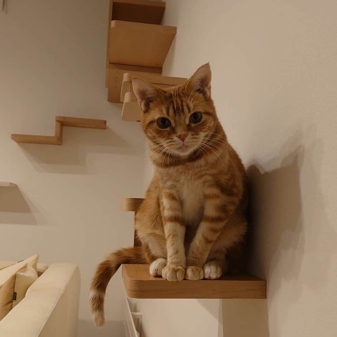 インゾーネさんのインスタグラム写真 - (インゾーネInstagram)「猫と暮らす家を建てて下さったオーナー様より、猫さんとの暮らしを共有いただきました！🐈  キャットステップ、キャットウォーク、窓台など、 猫の大好きな飛び乗れる場所や、 休める場所をたくさんつくったお家。  果たして、猫さんは本当に遊んでくれるのだろうか？ とスタッフとしてもその後の暮らしが気になっていました。  さて、 引っ越してから、の猫さんは、、、  家中走ったり、 ドアを開けようとぴょんぴょん跳ねたり お気に入りの窓台で日向ぼっこしたり 時にはキッチン収納の中に隠れたり、、、  新しい家を一番満喫してくれているようです！ よかった！🐾  オーナー様からも、 今まで見た事が無い可愛い姿がみれてとても楽しい。 猫ちゃんの家を作って本当に良かった！ とおっしゃっていただきました✨  ちなみに、 キッチンとリビングの間にある柱に 爪研ぎ用の麻ロープを巻いているおかげで、 ソファの被害もほとんどなし。 おすすめ！とのことです。☺️  ペットと暮らす家の事例など、 もっと建築実例が見たい方はこちら！ @inzone_design_labo または、「インゾーネの家　施工事例」で検索！  今一緒に暮らしているペットがのびのび暮らせる家にしたい。 これから、動物と一緒に暮らしたい。 そんな方もぜひ一度ご覧ください。  #猫と暮らす家 #猫と暮らす家づくり #ペットとの暮らし #キャットステップ #inzone #インゾーネの家 #inzonedesignlabo #johnsonhomes #ジョンソンホームズ  #札幌注文住宅 #札幌新築一戸建て #マイホーム #札幌家づくり #こだわりモデルハウス #インゾーネ」7月8日 11時52分 - inzone_design_labo