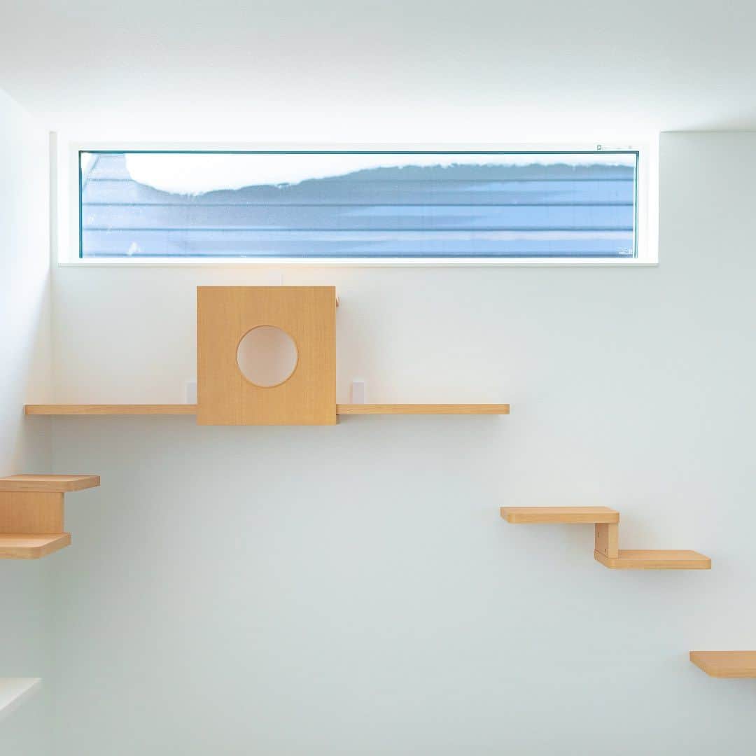 インゾーネさんのインスタグラム写真 - (インゾーネInstagram)「猫と暮らす家を建てて下さったオーナー様より、猫さんとの暮らしを共有いただきました！🐈  キャットステップ、キャットウォーク、窓台など、 猫の大好きな飛び乗れる場所や、 休める場所をたくさんつくったお家。  果たして、猫さんは本当に遊んでくれるのだろうか？ とスタッフとしてもその後の暮らしが気になっていました。  さて、 引っ越してから、の猫さんは、、、  家中走ったり、 ドアを開けようとぴょんぴょん跳ねたり お気に入りの窓台で日向ぼっこしたり 時にはキッチン収納の中に隠れたり、、、  新しい家を一番満喫してくれているようです！ よかった！🐾  オーナー様からも、 今まで見た事が無い可愛い姿がみれてとても楽しい。 猫ちゃんの家を作って本当に良かった！ とおっしゃっていただきました✨  ちなみに、 キッチンとリビングの間にある柱に 爪研ぎ用の麻ロープを巻いているおかげで、 ソファの被害もほとんどなし。 おすすめ！とのことです。☺️  ペットと暮らす家の事例など、 もっと建築実例が見たい方はこちら！ @inzone_design_labo または、「インゾーネの家　施工事例」で検索！  今一緒に暮らしているペットがのびのび暮らせる家にしたい。 これから、動物と一緒に暮らしたい。 そんな方もぜひ一度ご覧ください。  #猫と暮らす家 #猫と暮らす家づくり #ペットとの暮らし #キャットステップ #inzone #インゾーネの家 #inzonedesignlabo #johnsonhomes #ジョンソンホームズ  #札幌注文住宅 #札幌新築一戸建て #マイホーム #札幌家づくり #こだわりモデルハウス #インゾーネ」7月8日 11時52分 - inzone_design_labo