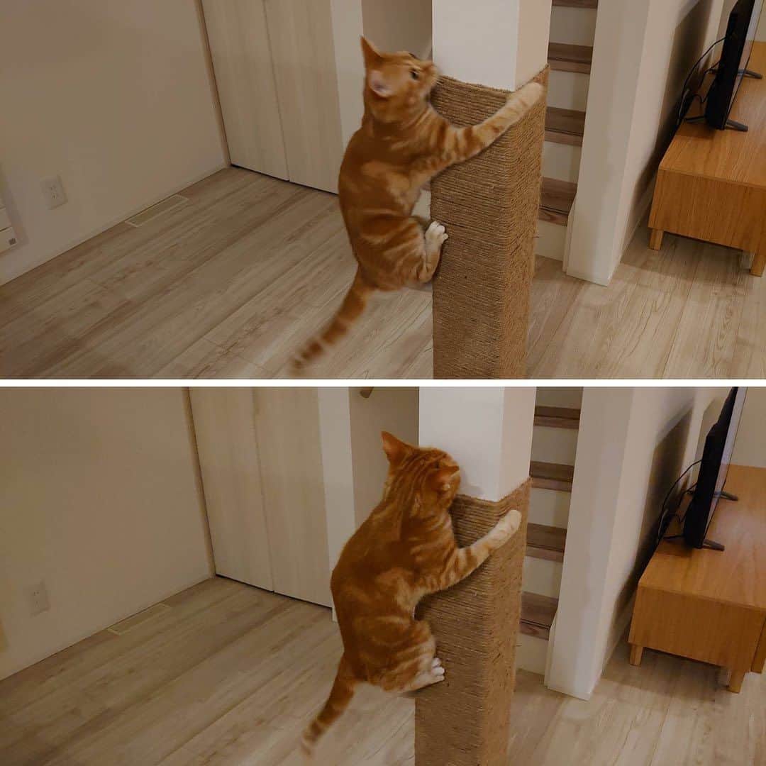 インゾーネさんのインスタグラム写真 - (インゾーネInstagram)「猫と暮らす家を建てて下さったオーナー様より、猫さんとの暮らしを共有いただきました！🐈  キャットステップ、キャットウォーク、窓台など、 猫の大好きな飛び乗れる場所や、 休める場所をたくさんつくったお家。  果たして、猫さんは本当に遊んでくれるのだろうか？ とスタッフとしてもその後の暮らしが気になっていました。  さて、 引っ越してから、の猫さんは、、、  家中走ったり、 ドアを開けようとぴょんぴょん跳ねたり お気に入りの窓台で日向ぼっこしたり 時にはキッチン収納の中に隠れたり、、、  新しい家を一番満喫してくれているようです！ よかった！🐾  オーナー様からも、 今まで見た事が無い可愛い姿がみれてとても楽しい。 猫ちゃんの家を作って本当に良かった！ とおっしゃっていただきました✨  ちなみに、 キッチンとリビングの間にある柱に 爪研ぎ用の麻ロープを巻いているおかげで、 ソファの被害もほとんどなし。 おすすめ！とのことです。☺️  ペットと暮らす家の事例など、 もっと建築実例が見たい方はこちら！ @inzone_design_labo または、「インゾーネの家　施工事例」で検索！  今一緒に暮らしているペットがのびのび暮らせる家にしたい。 これから、動物と一緒に暮らしたい。 そんな方もぜひ一度ご覧ください。  #猫と暮らす家 #猫と暮らす家づくり #ペットとの暮らし #キャットステップ #inzone #インゾーネの家 #inzonedesignlabo #johnsonhomes #ジョンソンホームズ  #札幌注文住宅 #札幌新築一戸建て #マイホーム #札幌家づくり #こだわりモデルハウス #インゾーネ」7月8日 11時52分 - inzone_design_labo