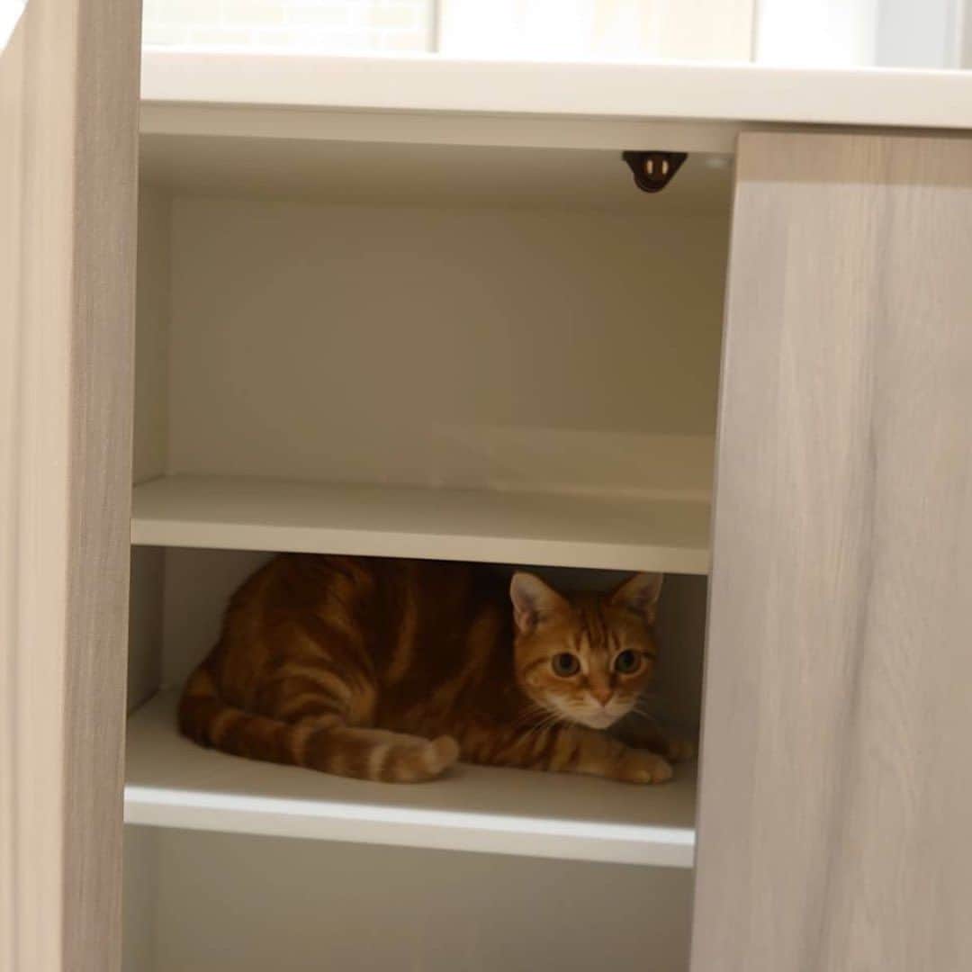 インゾーネさんのインスタグラム写真 - (インゾーネInstagram)「猫と暮らす家を建てて下さったオーナー様より、猫さんとの暮らしを共有いただきました！🐈  キャットステップ、キャットウォーク、窓台など、 猫の大好きな飛び乗れる場所や、 休める場所をたくさんつくったお家。  果たして、猫さんは本当に遊んでくれるのだろうか？ とスタッフとしてもその後の暮らしが気になっていました。  さて、 引っ越してから、の猫さんは、、、  家中走ったり、 ドアを開けようとぴょんぴょん跳ねたり お気に入りの窓台で日向ぼっこしたり 時にはキッチン収納の中に隠れたり、、、  新しい家を一番満喫してくれているようです！ よかった！🐾  オーナー様からも、 今まで見た事が無い可愛い姿がみれてとても楽しい。 猫ちゃんの家を作って本当に良かった！ とおっしゃっていただきました✨  ちなみに、 キッチンとリビングの間にある柱に 爪研ぎ用の麻ロープを巻いているおかげで、 ソファの被害もほとんどなし。 おすすめ！とのことです。☺️  ペットと暮らす家の事例など、 もっと建築実例が見たい方はこちら！ @inzone_design_labo または、「インゾーネの家　施工事例」で検索！  今一緒に暮らしているペットがのびのび暮らせる家にしたい。 これから、動物と一緒に暮らしたい。 そんな方もぜひ一度ご覧ください。  #猫と暮らす家 #猫と暮らす家づくり #ペットとの暮らし #キャットステップ #inzone #インゾーネの家 #inzonedesignlabo #johnsonhomes #ジョンソンホームズ  #札幌注文住宅 #札幌新築一戸建て #マイホーム #札幌家づくり #こだわりモデルハウス #インゾーネ」7月8日 11時52分 - inzone_design_labo