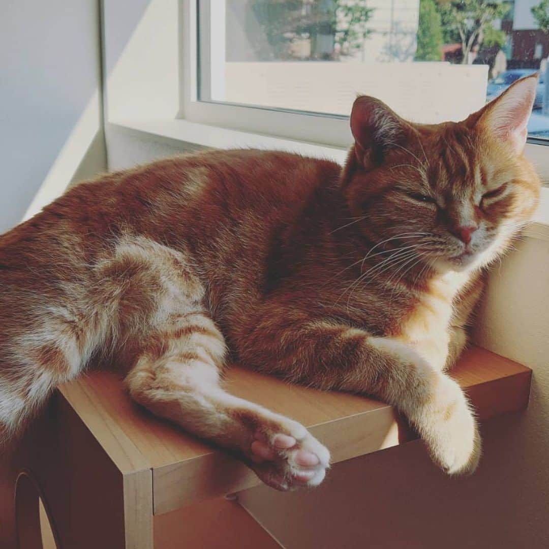 インゾーネさんのインスタグラム写真 - (インゾーネInstagram)「猫と暮らす家を建てて下さったオーナー様より、猫さんとの暮らしを共有いただきました！🐈  キャットステップ、キャットウォーク、窓台など、 猫の大好きな飛び乗れる場所や、 休める場所をたくさんつくったお家。  果たして、猫さんは本当に遊んでくれるのだろうか？ とスタッフとしてもその後の暮らしが気になっていました。  さて、 引っ越してから、の猫さんは、、、  家中走ったり、 ドアを開けようとぴょんぴょん跳ねたり お気に入りの窓台で日向ぼっこしたり 時にはキッチン収納の中に隠れたり、、、  新しい家を一番満喫してくれているようです！ よかった！🐾  オーナー様からも、 今まで見た事が無い可愛い姿がみれてとても楽しい。 猫ちゃんの家を作って本当に良かった！ とおっしゃっていただきました✨  ちなみに、 キッチンとリビングの間にある柱に 爪研ぎ用の麻ロープを巻いているおかげで、 ソファの被害もほとんどなし。 おすすめ！とのことです。☺️  ペットと暮らす家の事例など、 もっと建築実例が見たい方はこちら！ @inzone_design_labo または、「インゾーネの家　施工事例」で検索！  今一緒に暮らしているペットがのびのび暮らせる家にしたい。 これから、動物と一緒に暮らしたい。 そんな方もぜひ一度ご覧ください。  #猫と暮らす家 #猫と暮らす家づくり #ペットとの暮らし #キャットステップ #inzone #インゾーネの家 #inzonedesignlabo #johnsonhomes #ジョンソンホームズ  #札幌注文住宅 #札幌新築一戸建て #マイホーム #札幌家づくり #こだわりモデルハウス #インゾーネ」7月8日 11時52分 - inzone_design_labo