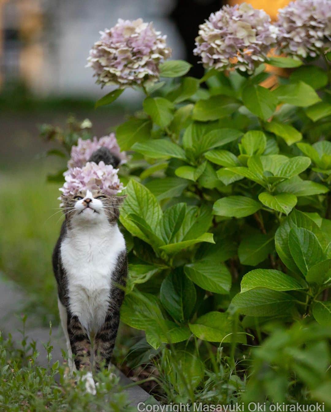 Masayukiさんのインスタグラム写真 - (MasayukiInstagram)「季節のアフロ。  #cat #ねこ #猫 #東京カメラ部 #nekoclub  #mmgtw #my_eos_photo  #yourshotphotographer」7月8日 12時18分 - okirakuoki