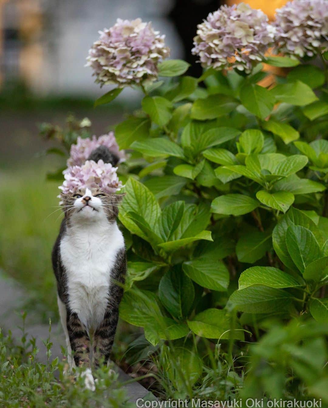 Masayukiのインスタグラム：「季節のアフロ。  #cat #ねこ #猫 #東京カメラ部 #nekoclub  #mmgtw #my_eos_photo  #yourshotphotographer」