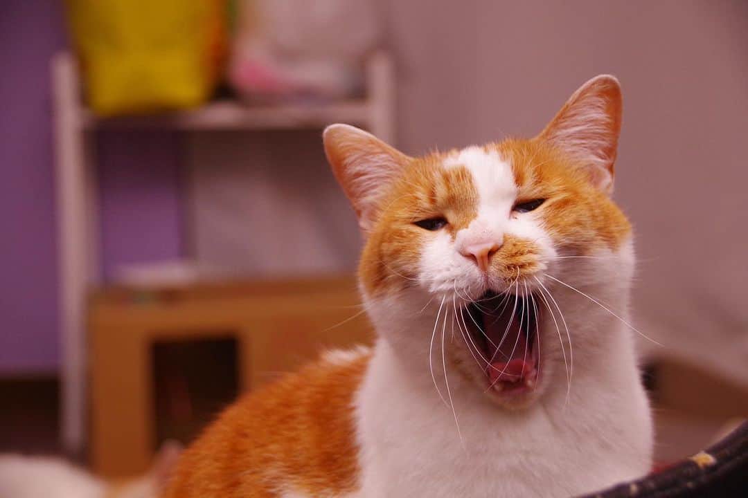 Kachimo Yoshimatsuさんのインスタグラム写真 - (Kachimo YoshimatsuInstagram)「でっかいアクビ〜！ Big Yawn!  #うちの猫ら #猫 #oinari #ねこ #ニャンスタグラム #にゃんすたぐらむ #ねこのきもち #cat #ネコ #catstagram #ネコ部 http://kachimo.exblog.jp」7月8日 12時30分 - kachimo