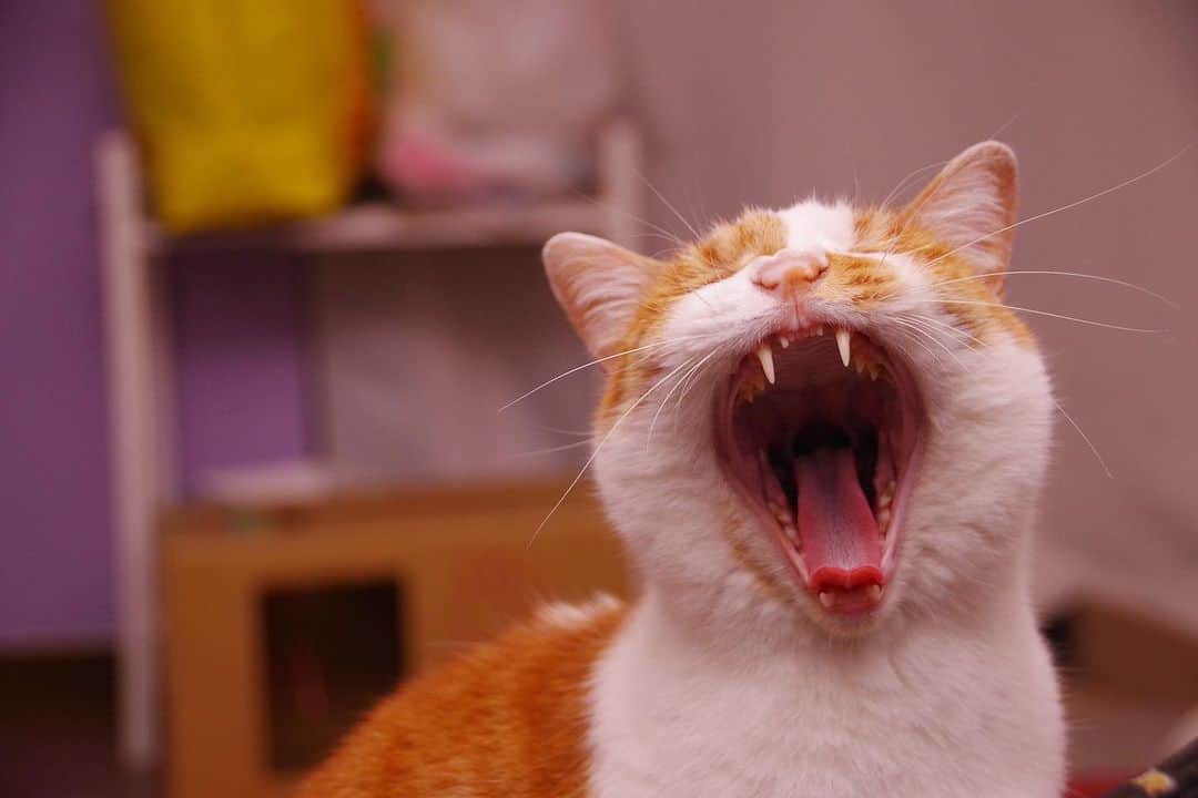 Kachimo Yoshimatsuのインスタグラム：「でっかいアクビ〜！ Big Yawn!  #うちの猫ら #猫 #oinari #ねこ #ニャンスタグラム #にゃんすたぐらむ #ねこのきもち #cat #ネコ #catstagram #ネコ部 http://kachimo.exblog.jp」