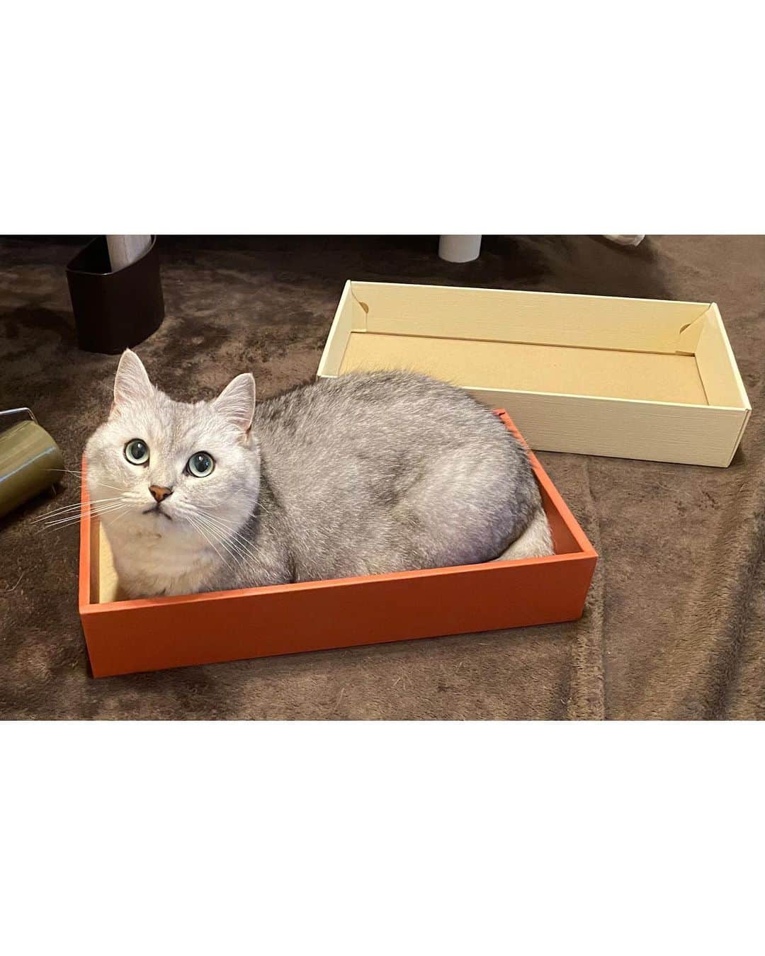 山谷花純のインスタグラム：「箱入り息子。  #ミヌエット #まるとの生活 #猫がいる生活 #にゃんすたぐらむ」