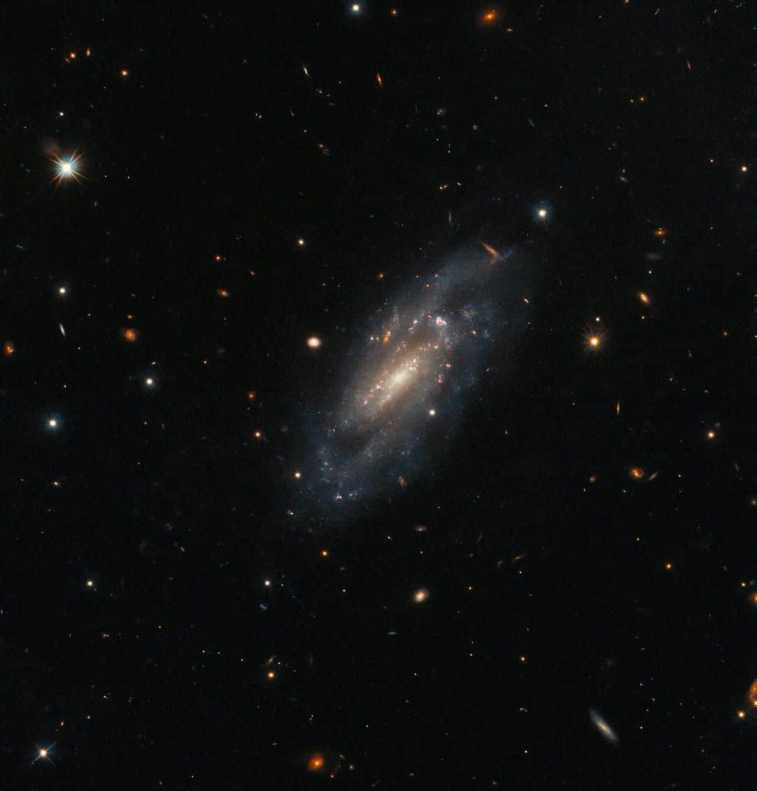 NASAさんのインスタグラム写真 - (NASAInstagram)「We all spiral sometimes!  The spiral galaxy UGC 11860 — seen in this @NASAHubble image — lies around 184 million light-years away in the constellation Pegasus, and its untroubled appearance is deceiving; this galaxy recently played host to an almost unimaginably energetic stellar explosion. A supernova explosion – the catastrophically violent end of a massive star’s life –was detected in UGC 11860 in 2014. Astronomers used Hubble’s Wide Field Camera 3 to search through the aftermath and analyze the lingering remnants of this vast cosmic explosion. Learn more at the link in our bio!  Image Description: A spiral galaxy, a fuzzy oval tilted diagonally and partially towards the viewer. The center glows in warm colors, and has two prominent spiral arms around it, with bright points of star formation. The galaxy appears centrally in a field of small stars and galaxies on a dark background.」7月8日 4時00分 - nasagoddard