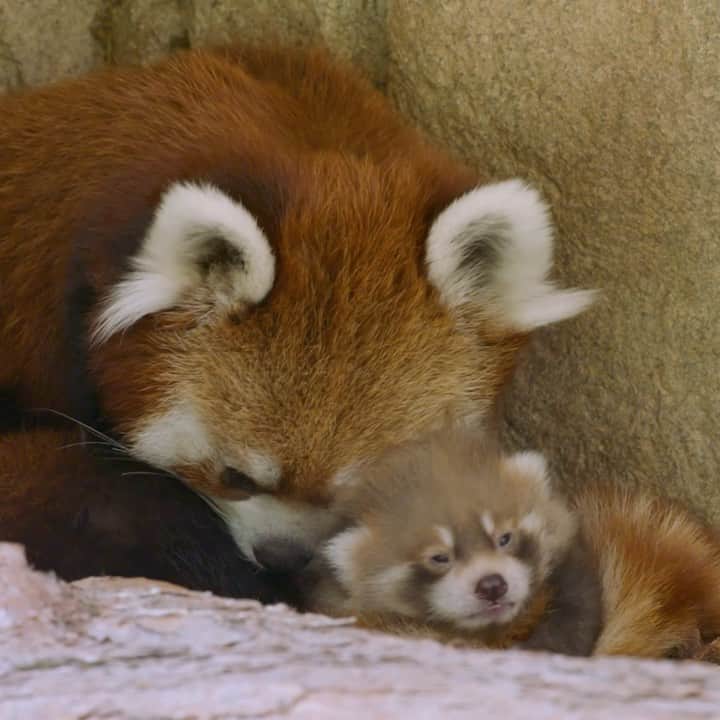 San Diego Zooのインスタグラム：「🚨Code Red🚨 There’s an adorable new addition in Asian Passage. We’re thrilled to announce the birth of an endangered red panda cub on Jun 9 to first-time mom Adira.  Adira has adjusted well to her motherly role and is doing a panda-stic job tending to her tiny cub. Over the next couple of months, she will spend most of her time in the den grooming, nursing, and snuggling the little one, but may occasionally be seen carrying the cub to another nesting area in the habitat.   #RedPanda #Cub #Cuteness #SanDiegoZoo」