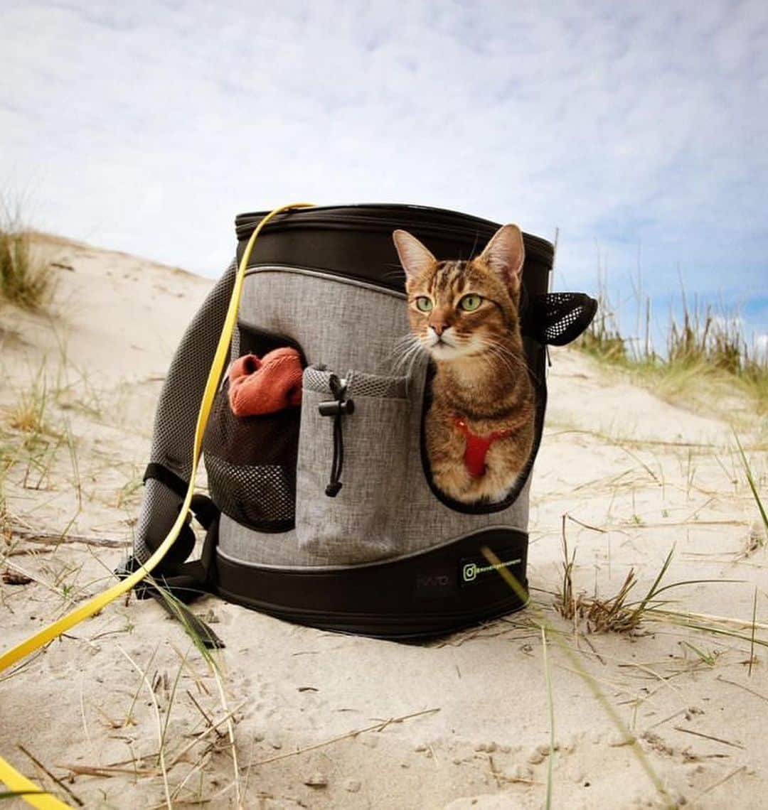 Bolt and Keelさんのインスタグラム写真 - (Bolt and KeelInstagram)「Does your adventure kitty prefer walking on a leash or riding in a pack? 🎒🐾 Lando and Pascha enjoy both!!🤍  @adventrapets ➡️ @meowingadventures  —————————————————— Follow @adventrapets to meet cute, brave and inspiring adventure pets from all over the world! 🌲🐶🐱🌲  • TAG US IN YOUR POSTS to get your little adventurer featured! #adventrapets ——————————————————」7月8日 6時09分 - adventrapets