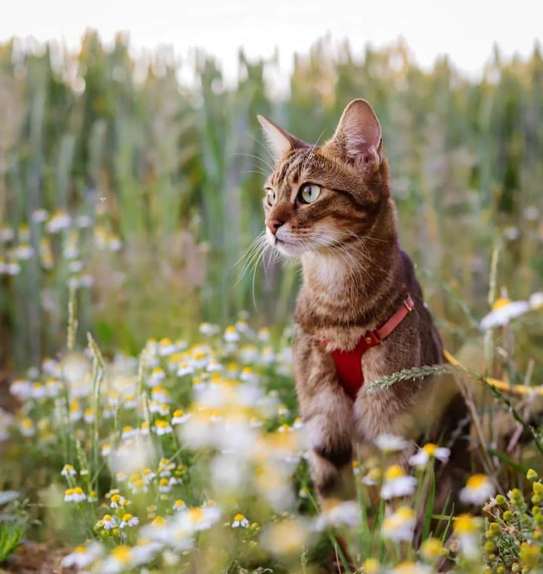 Bolt and Keelさんのインスタグラム写真 - (Bolt and KeelInstagram)「Does your adventure kitty prefer walking on a leash or riding in a pack? 🎒🐾 Lando and Pascha enjoy both!!🤍  @adventrapets ➡️ @meowingadventures  —————————————————— Follow @adventrapets to meet cute, brave and inspiring adventure pets from all over the world! 🌲🐶🐱🌲  • TAG US IN YOUR POSTS to get your little adventurer featured! #adventrapets ——————————————————」7月8日 6時09分 - adventrapets