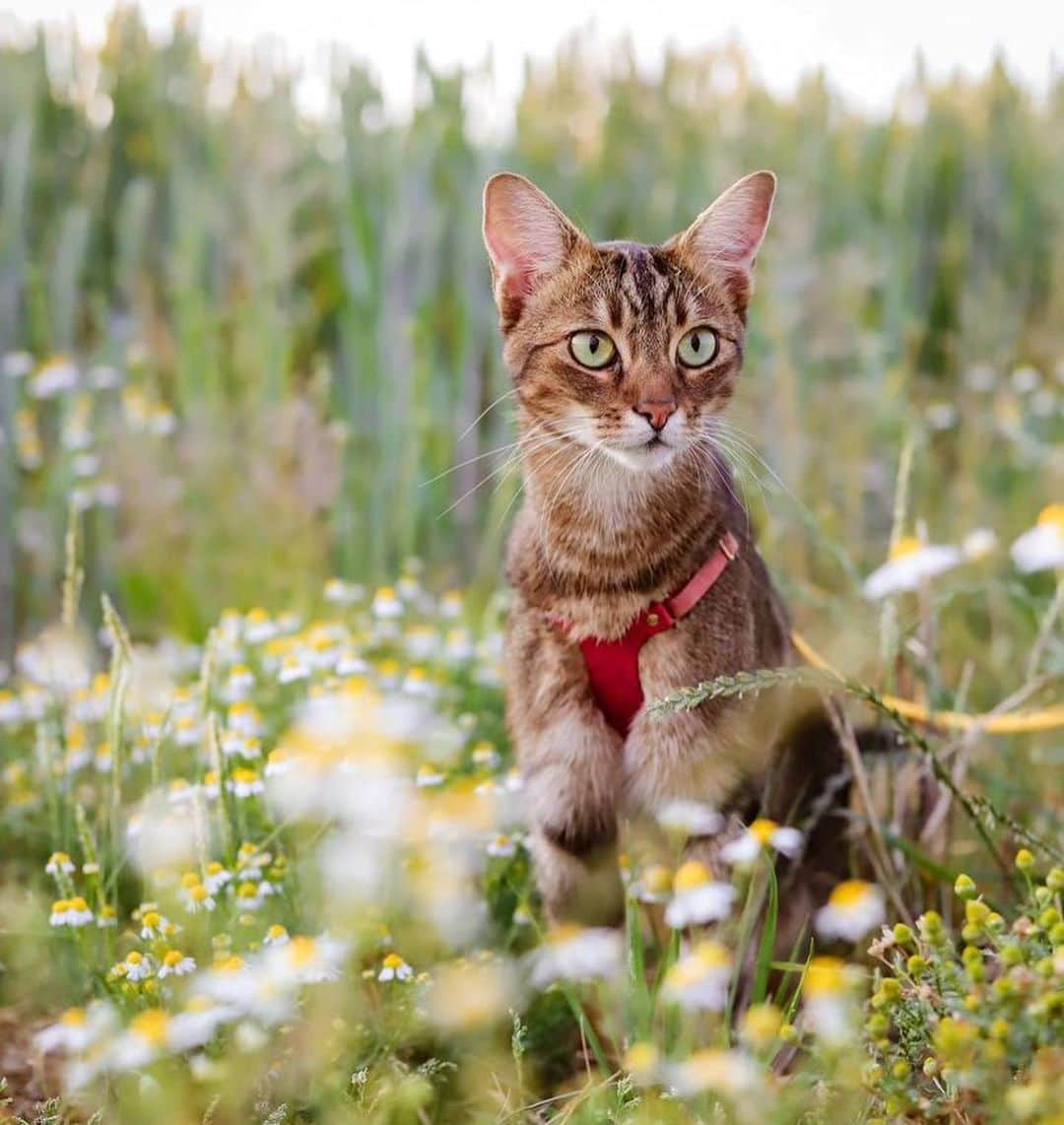 Bolt and Keelさんのインスタグラム写真 - (Bolt and KeelInstagram)「Does your adventure kitty prefer walking on a leash or riding in a pack? 🎒🐾 Lando and Pascha enjoy both!!🤍  @adventrapets ➡️ @meowingadventures  —————————————————— Follow @adventrapets to meet cute, brave and inspiring adventure pets from all over the world! 🌲🐶🐱🌲  • TAG US IN YOUR POSTS to get your little adventurer featured! #adventrapets ——————————————————」7月8日 6時09分 - adventrapets