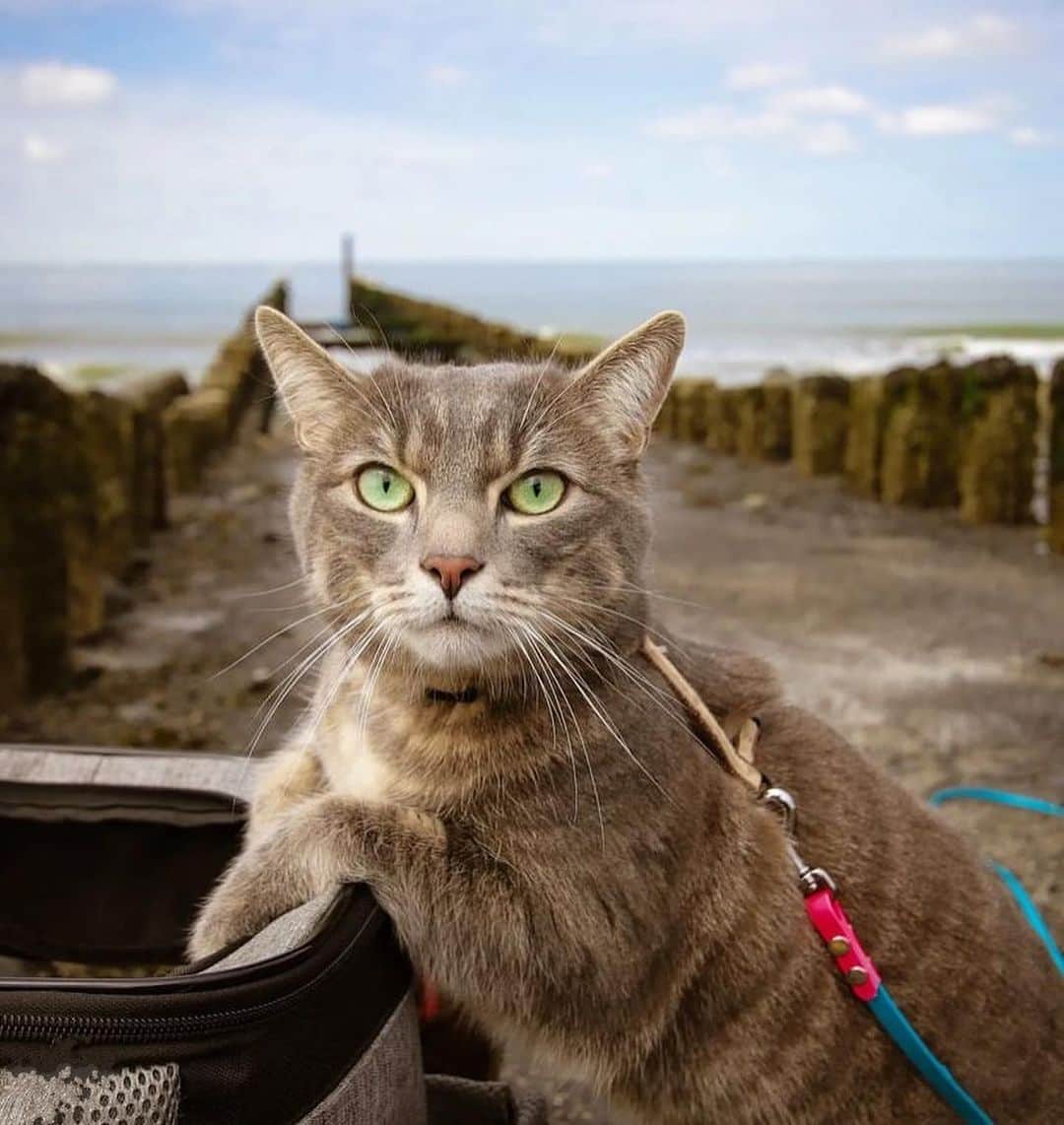 Bolt and Keelさんのインスタグラム写真 - (Bolt and KeelInstagram)「Does your adventure kitty prefer walking on a leash or riding in a pack? 🎒🐾 Lando and Pascha enjoy both!!🤍  @adventrapets ➡️ @meowingadventures  —————————————————— Follow @adventrapets to meet cute, brave and inspiring adventure pets from all over the world! 🌲🐶🐱🌲  • TAG US IN YOUR POSTS to get your little adventurer featured! #adventrapets ——————————————————」7月8日 6時09分 - adventrapets