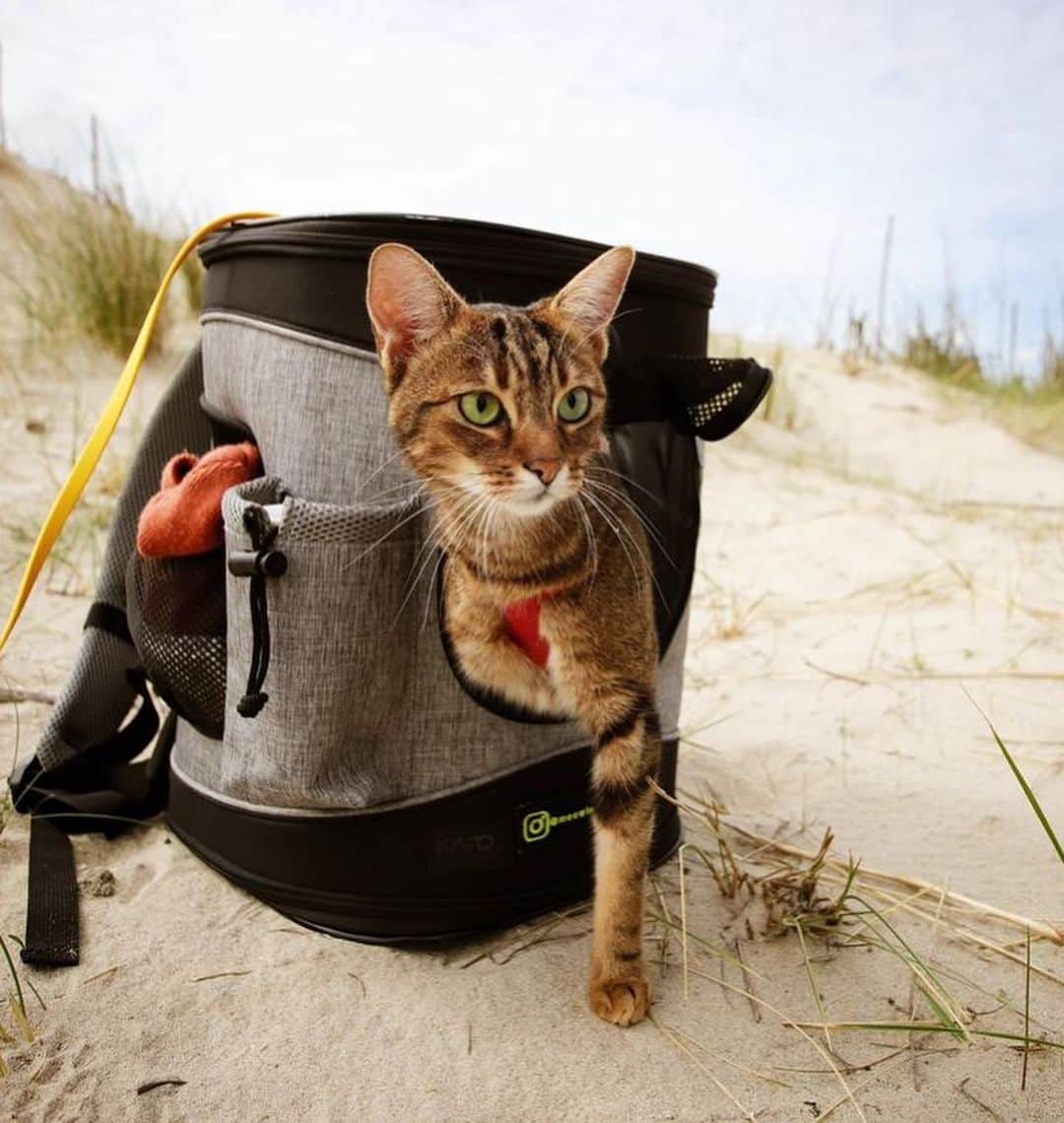 Bolt and Keelのインスタグラム：「Does your adventure kitty prefer walking on a leash or riding in a pack? 🎒🐾 Lando and Pascha enjoy both!!🤍  @adventrapets ➡️ @meowingadventures  —————————————————— Follow @adventrapets to meet cute, brave and inspiring adventure pets from all over the world! 🌲🐶🐱🌲  • TAG US IN YOUR POSTS to get your little adventurer featured! #adventrapets ——————————————————」