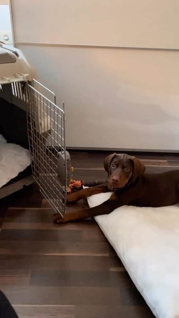 DogsOf Instagramのインスタグラム：「Spencer’s qualities include self-entertainment 😆 (fetched from @annalohmann6 on TT) Do your dogs ever make toys out of anything strange?  . . . #funnypuppy #dobermanpuppy #dogsofinstagram #puppygram #sillydog #dogmemesdaily」