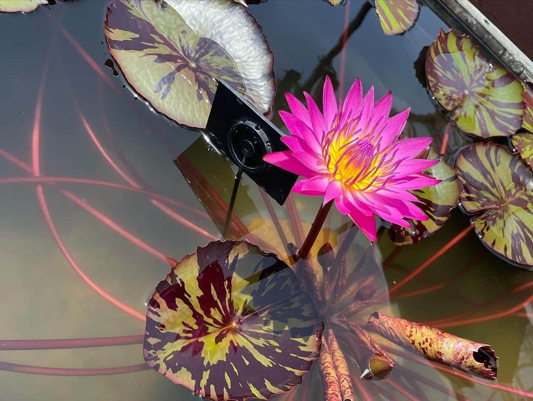 森田理香子さんのインスタグラム写真 - (森田理香子Instagram)「． ． 水生植物公園🌷🌸🌻  #癒しを求めて#可愛い#パワー#もらえる#香りがする #すごい#テレビでやってた」7月8日 7時39分 - 1_rikako