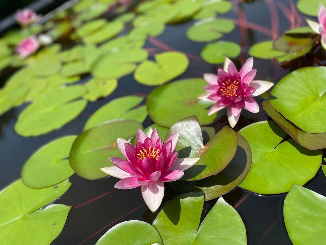 森田理香子のインスタグラム：「． ． 水生植物公園🌷🌸🌻  #癒しを求めて#可愛い#パワー#もらえる#香りがする #すごい#テレビでやってた」