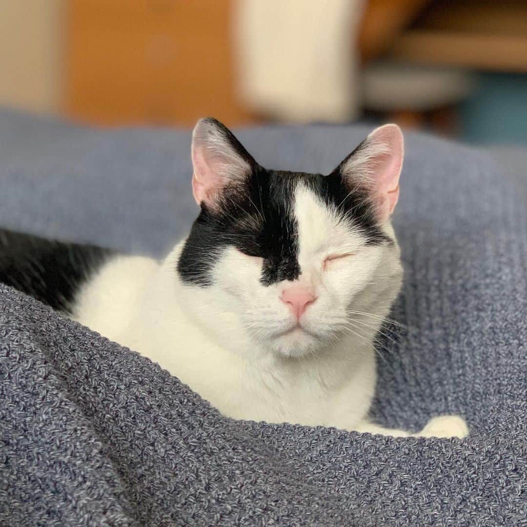 OKAのインスタグラム：「ビールはほどほどにねー  #保護猫えいたと暮らす日常」