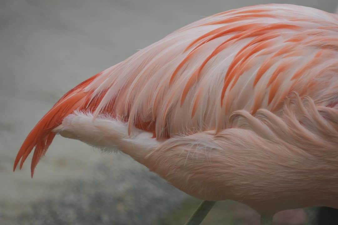坪井遥司さんのインスタグラム写真 - (坪井遥司Instagram)「2023/5 池田動物園 Flamingo」7月8日 9時03分 - yojitsuboi