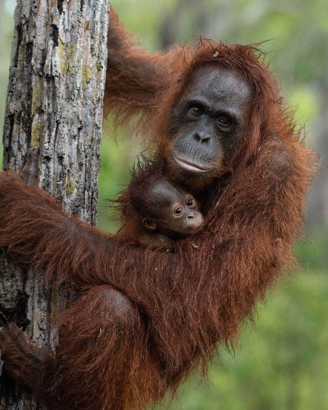 OFI Australiaのインスタグラム：「Orangutan infants cling tightly to their mothers and don't let go until almost one year old! Emmett, who is only 3 months old, holds onto his mother Enon high in the trees at one of OFI’s release sites. Enon was successfully released back into her rainforest home and now has a new baby to care for. Emmett is her third baby! We love sharing these success stories as they provide hope for saving these critically endangered animals 🧡🦧🧡  #SaveOrangutans #saynotopalmoil #orangutanconservation #OrangutanRehabilitation #ofiaustralia #ofi #orangutanfoundationinternational」