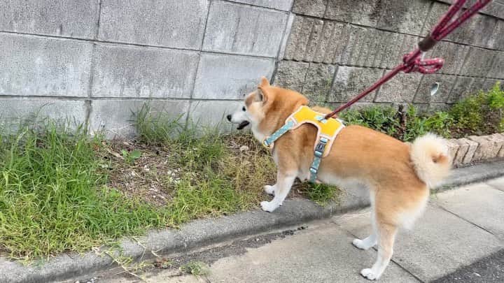 のインスタグラム：「19日ぶりにりんごさんと歩きました🐕🐾 前半のノロノロ歩きは余裕だったけど後半のテクテク歩きにはまだついていけなかった😅 しみじみ、犬との散歩はリフレッシュになるなぁ☺️🌿 2023.7.8 #肉離れリハビリ中」