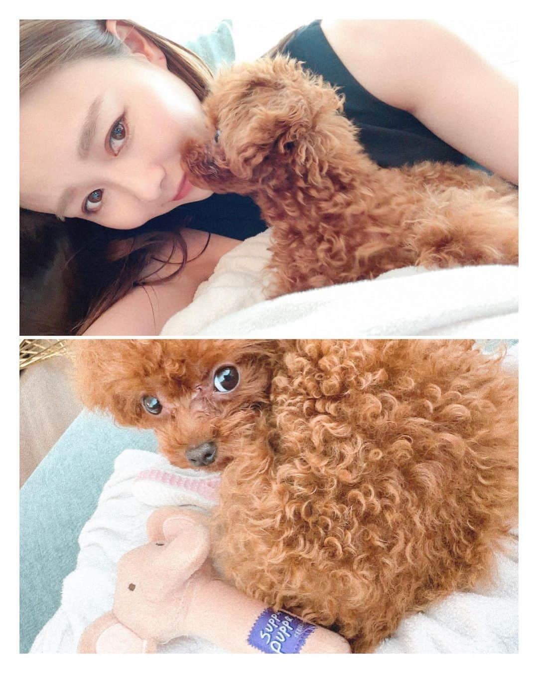 阿井莉沙さんのインスタグラム写真 - (阿井莉沙Instagram)「朝の幸せ時間🐶♡  #プードル #ティーカッププードル#toypoodle #teacuppoodle #dog  #morning」7月8日 10時05分 - ai_risa910