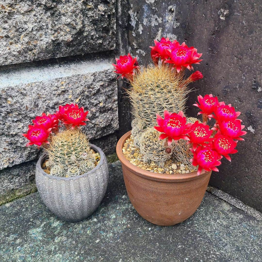 三澄さえのインスタグラム：「咲きすぎスキリアナ🌵 #サボテン#スキリアナ#多肉植物」