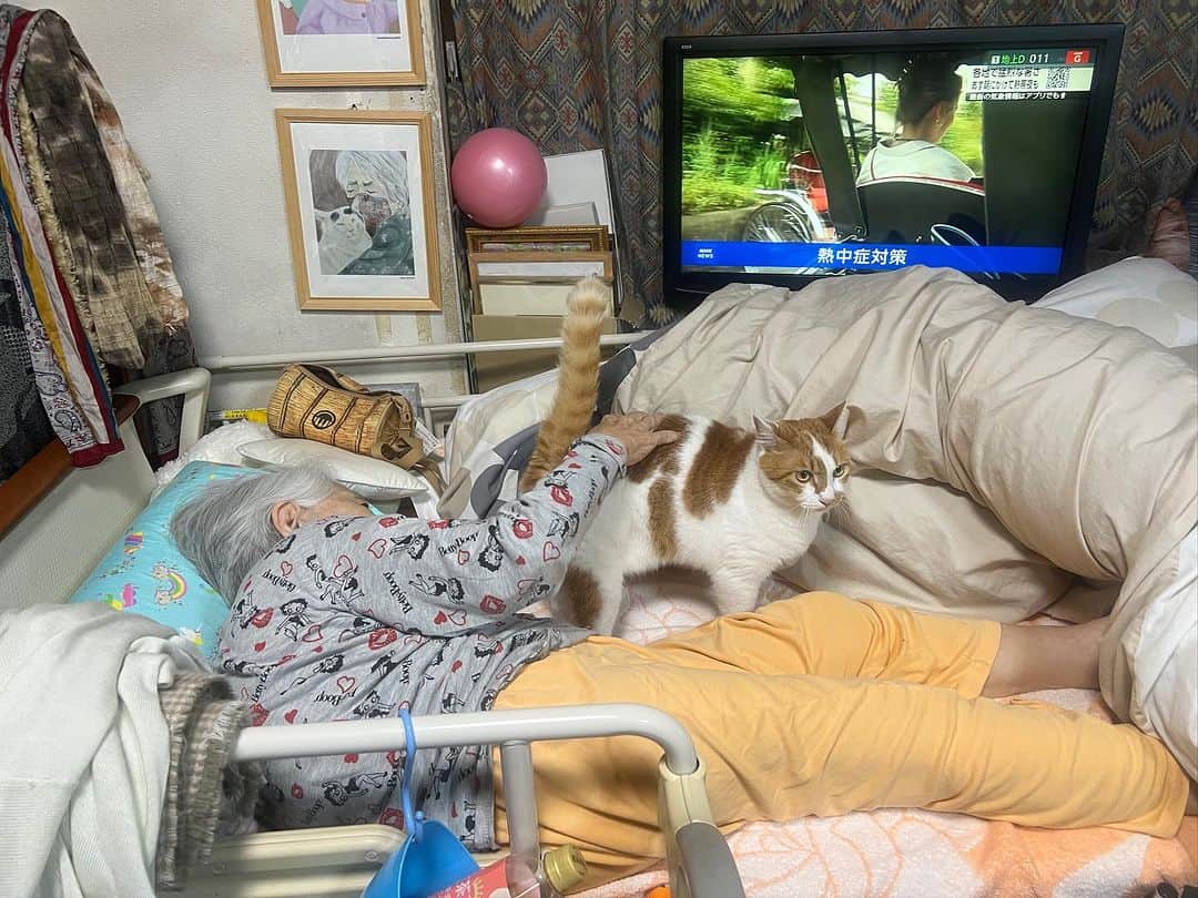 Kachimo Yoshimatsuのインスタグラム：「夕ご飯前、おいちゃんが自分からバーバのベッドに入って行った｡  えらいね〜！  #うちの猫ら #猫 #ねこ #ニャンスタグラム #oinari #バーバ #バーバと猫 #にゃんすたぐらむ #ねこのきもち #cat #ネコ #catstagram #ネコ部 http://kachimo.exblog.jp」