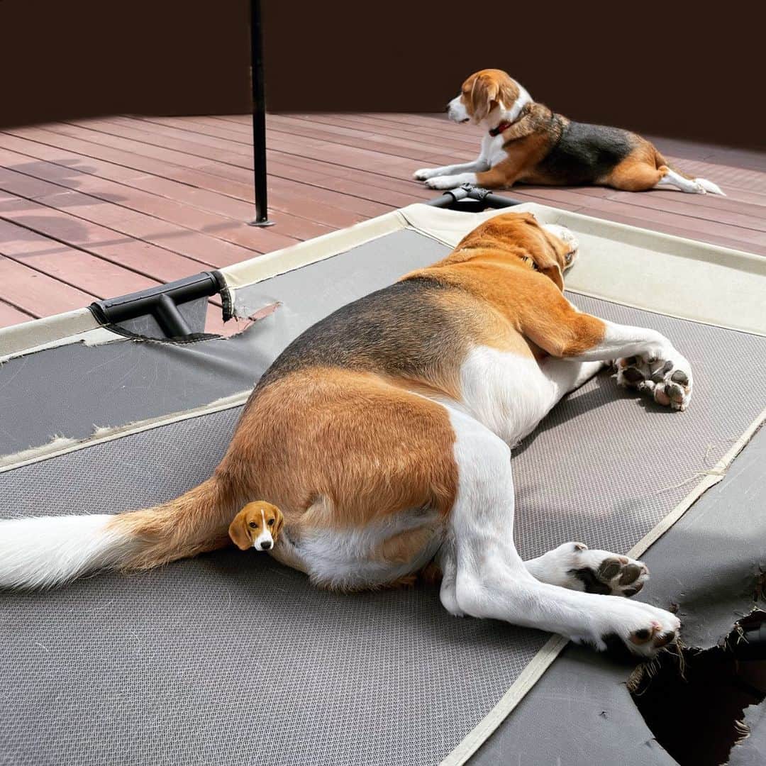 スティーヴン★スピルハンバーグさんのインスタグラム写真 - (スティーヴン★スピルハンバーグInstagram)「日常4コマーぬと 犬の尻は魅力の塊  #4コマ#パンダと犬#犬かわいい#犬#ビーグル#スティーヴンスピルハンバーグ」7月8日 10時26分 - steven_spielhamburg