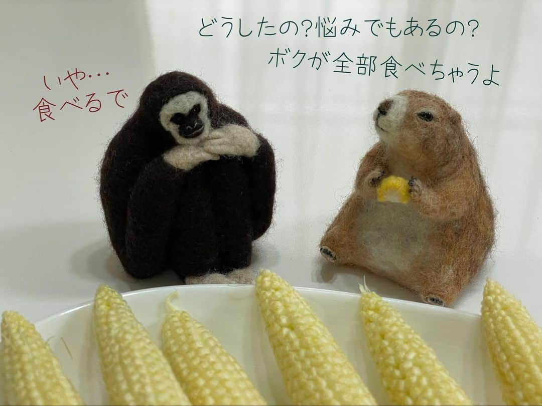 ikaoさんのインスタグラム写真 - (ikaoInstagram)「くんた。Kunta. まだ売ってた🌽皮付きヤングコーン この間のは大きさにばらつきがあって ほとんどが小さかったけど 今回のは6本とも大きかったよ😊👍 スワイプしてね👉🏻 3枚目 #シロテテナガザル くんの口調が @mugimugiko さんとこのチッチっぽい😂 #corn #youngcorn #babycorn #とうもろこし #トウモロコシ #ヤングコーン #ベビーコーン #🌽 #prairiedog #プレーリードッグ シロテテナガザル🐒くんた共に @_ayafk_ さんの作品です。」7月8日 20時26分 - ikao26