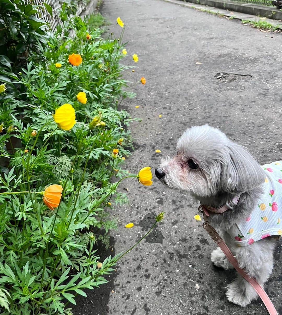 小坂温子さんのインスタグラム写真 - (小坂温子Instagram)「マガたん🩵 #マルプー #マーガレット  #8歳 #お散歩大好き #わんわん #甘えんぼ  #happyありがとう  #保護犬を家族に」7月8日 20時35分 - kosaka_atsuko