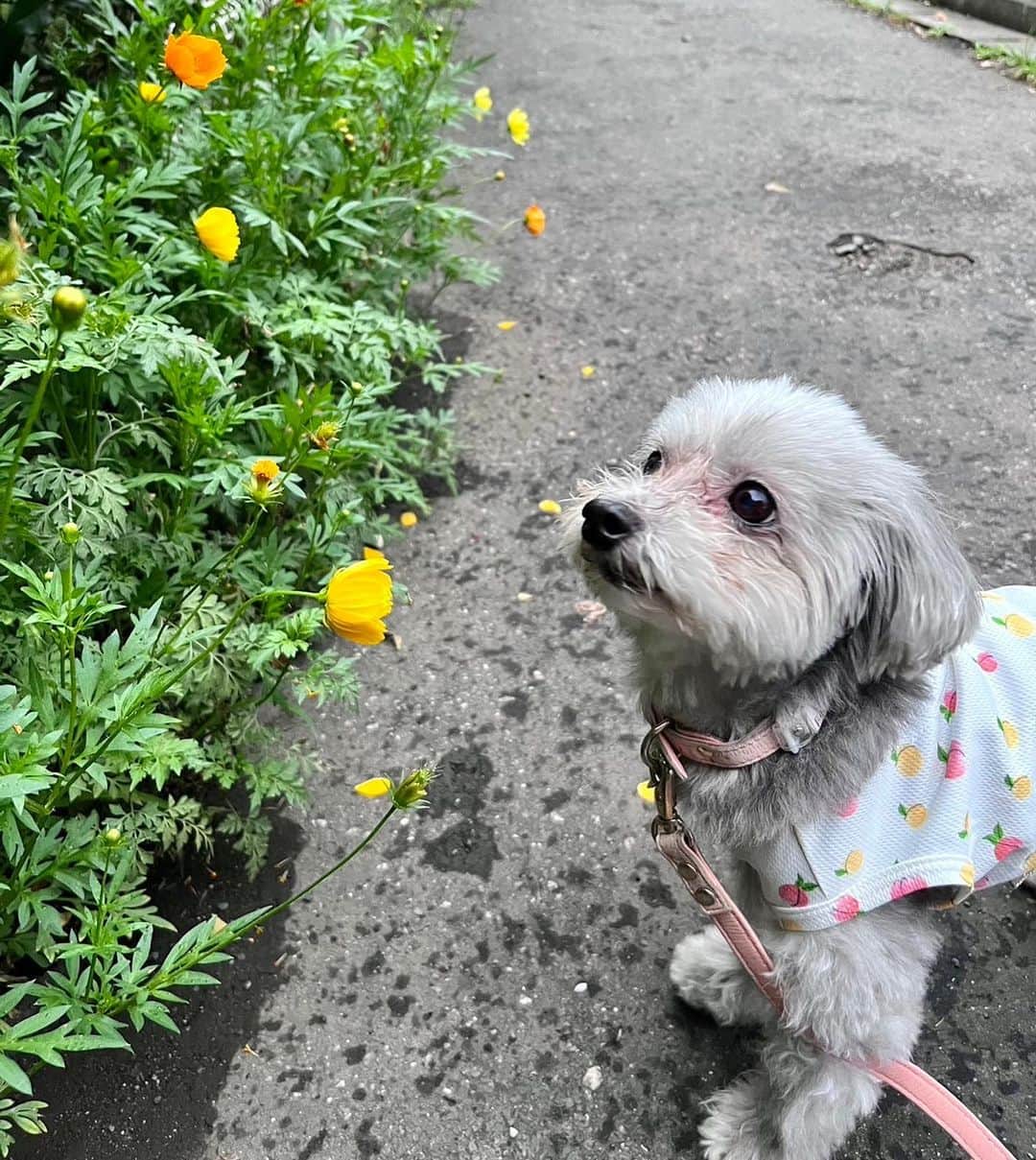 小坂温子さんのインスタグラム写真 - (小坂温子Instagram)「マガたん🩵 #マルプー #マーガレット  #8歳 #お散歩大好き #わんわん #甘えんぼ  #happyありがとう  #保護犬を家族に」7月8日 20時35分 - kosaka_atsuko