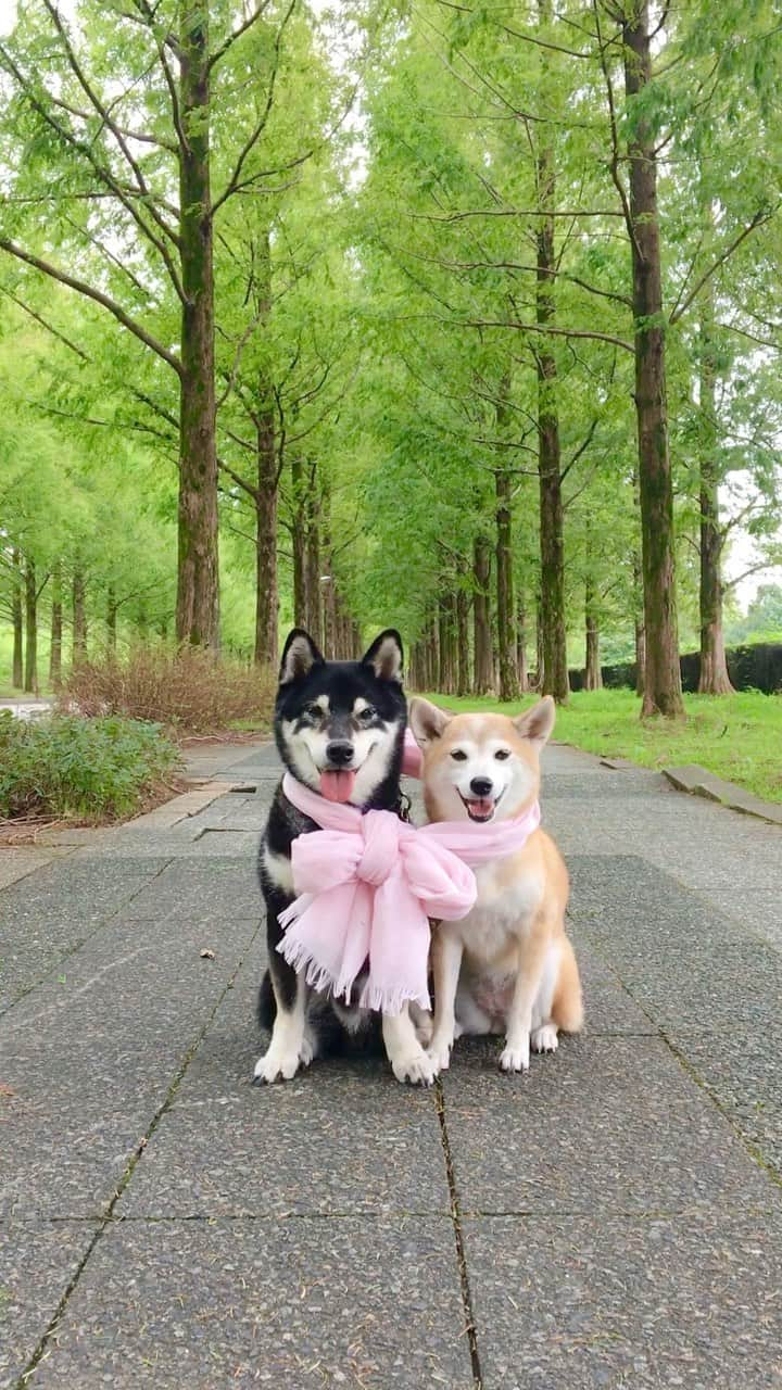 柴犬 けんしろう ゆりあのインスタグラム：「🐶🎀🐶  前回のpostではすり抜け常習犯を ご覧いただきましたが笑  ゆりあさんの名誉のために こちらの動画も載せておきます😘❤️  #柴犬 #黒柴 #shiba #メタセコイヤ」