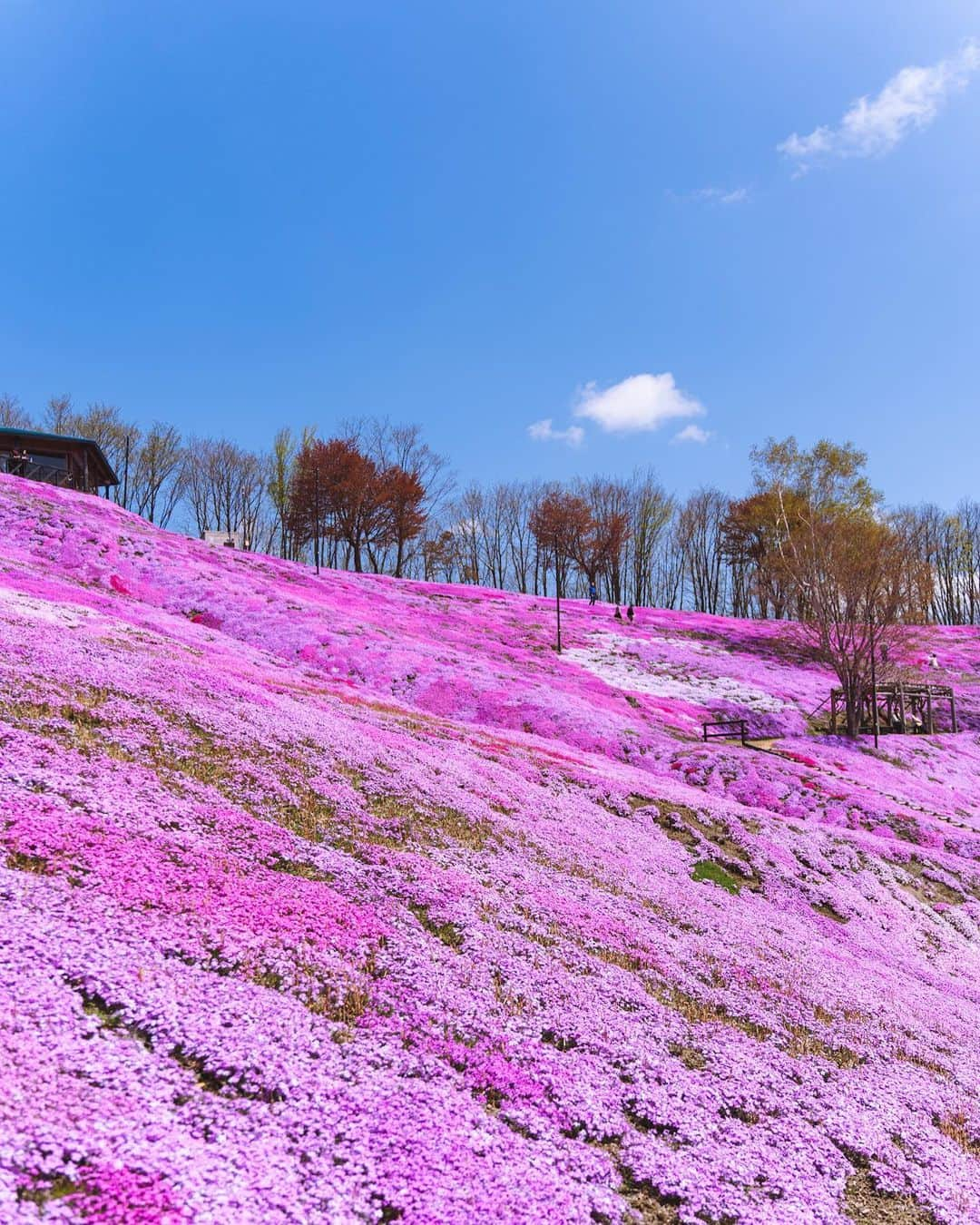 尾上彩さんのインスタグラム写真 - (尾上彩Instagram)「📍Hokkaido, Japan 初めての網走✈️ 北海道らしい景色に芝桜に、自然を満喫できた旅でした🌸 ・ ・ ・ #北海道 #網走 #芝桜」7月8日 20時48分 - aya_onoe