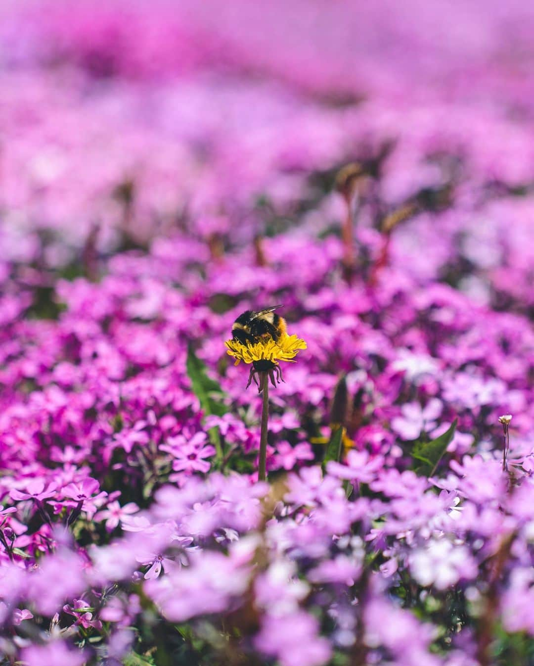 尾上彩さんのインスタグラム写真 - (尾上彩Instagram)「📍Hokkaido, Japan 初めての網走✈️ 北海道らしい景色に芝桜に、自然を満喫できた旅でした🌸 ・ ・ ・ #北海道 #網走 #芝桜」7月8日 20時48分 - aya_onoe