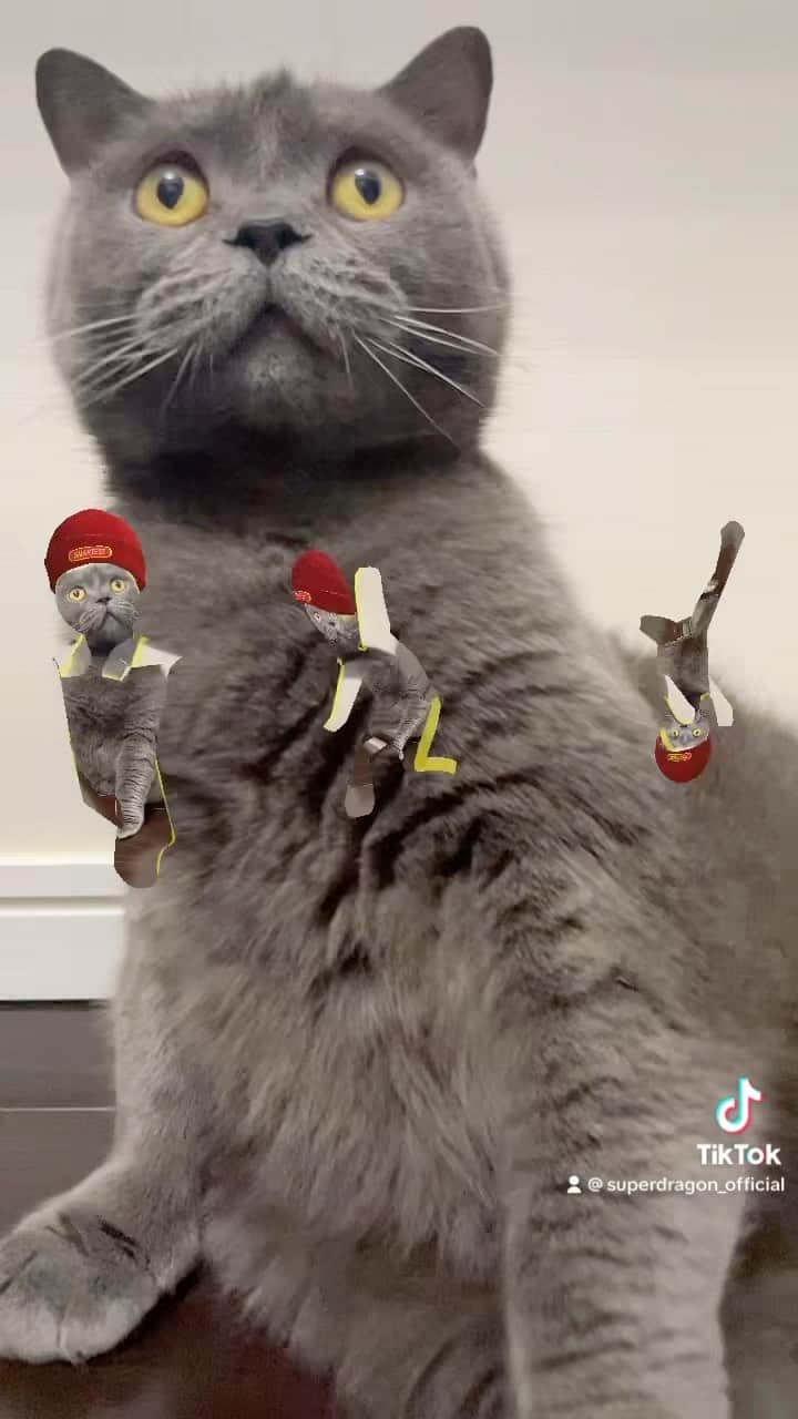 飯島颯のインスタグラム：「B-BOYクマくん😎  #猫#ネコ#ブリティッシュショートヘア#ブリ商会#ねこ#ねこ部#ふわもこ部#ねこすたぐらむ#にゃんすたぐらむ#猫のいる暮らし」