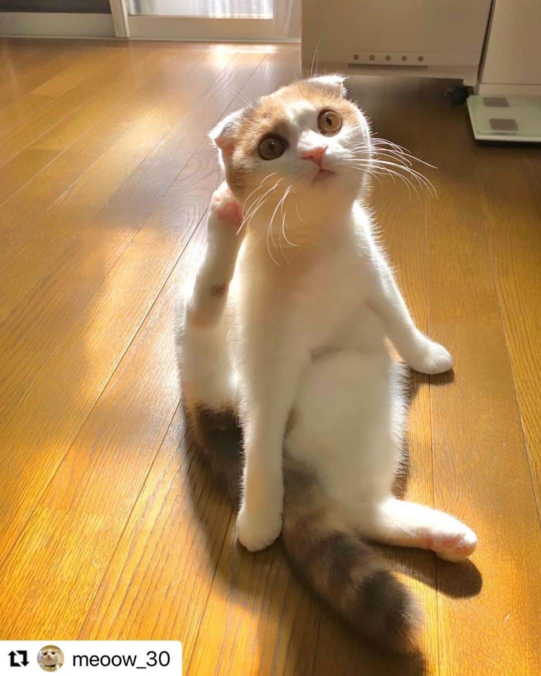 【公式】いぬのきもち・ねこのきもちのインスタグラム：「#Repost @meoow_30 さんのもなてぃ。  尻尾で大事なところは上手に隠して 頭カキカキ😁  乙女のエチケット❤️  ハッシュタグ #いぬのきもち #ねこのきもち に投稿いただいた可愛い写真をご紹介しています！ 「いぬのきもちWEB　MAGAZINE」、「ねこのきもちWEB MAGAZINE」でもご紹介させていただくことも！  -------------------  .  #ねこ #猫  #ねこすたぐらむ #ねこのきもち #ねこ好き #ねこと暮らす #ねこ好きさんと繋がりたい #猫好きな人と繋がりたい #猫がいる生活 #猫と暮らす#猫好き #cat #catstagram #catsofinstagram #cats_of_instagram  #スコティッシュフォールド」