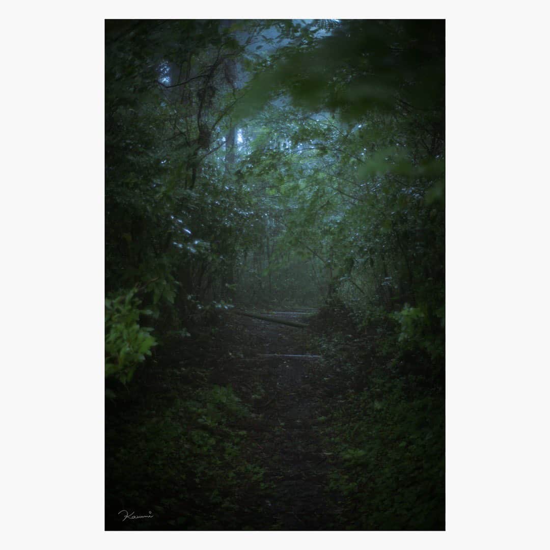 花澄のインスタグラム：「森  Leica M10-P summilux 35mm f1.4 2nd  #leica#leicam10p#summilux#summilux35#summilux35mm2nd#oldlens#オールドレンズ#tokyo#japan#oldlens_tokyo#花澄#kazumiphotography」