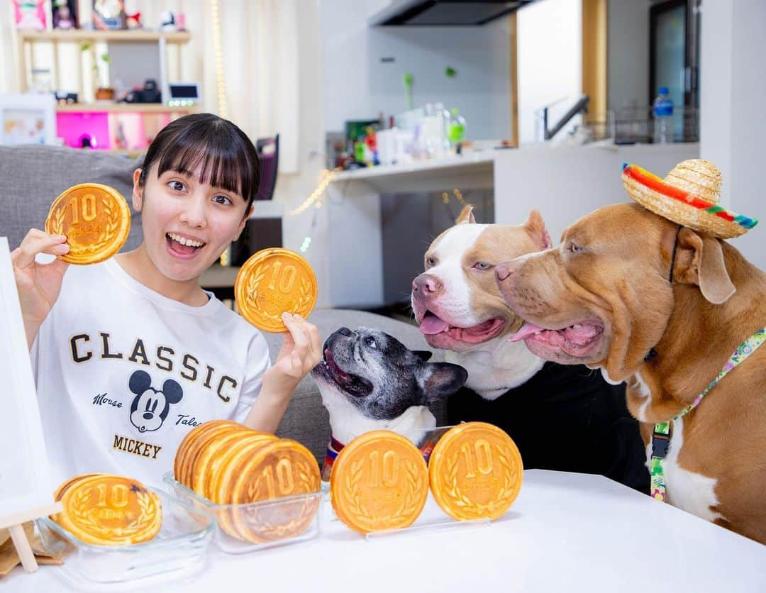 りくのインスタグラム：「ロッキーたちに犬用の10円パンを作ってあげました✨10円パン屋さんでロッキーりくレイ大喜び！ #アメリカンピットブルテリア #アメリカンピットブル #ピットブル #犬 #犬のいる暮らし #いぬすたぐらむ #ペット #可愛い #10円パン #cutedogs #dogsofinstagram #dogs #americanpitbullterrier #americanpitbull #pitbullterrier」