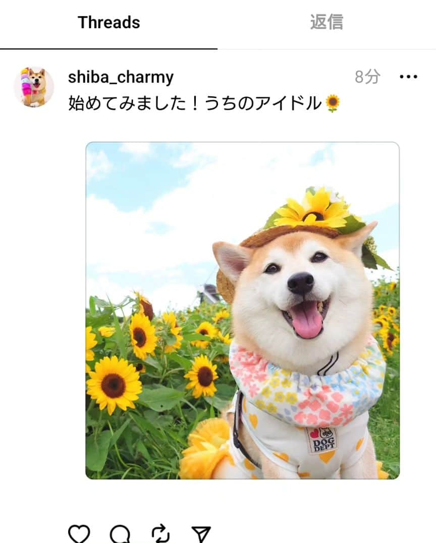 ちゃみのインスタグラム：「Threads はじめてみました！ 迷いに迷ってやっと🙈 . Instagramとは違った写真や動画を載せていこうかな〜 と思ってます😆 よかったら見てくださいね🐾 . #threads #スレッズ #柴犬のいる生活 #柴犬#犬#愛犬#癒し#shibainu #shiba #dog」
