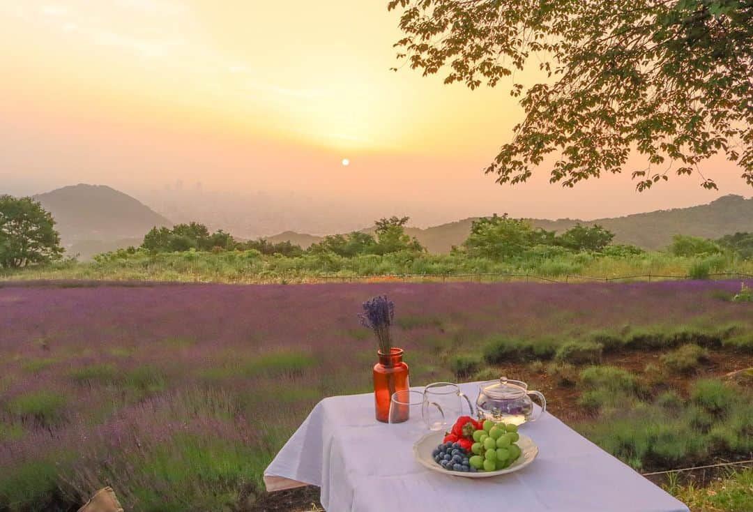 sayoko_betseyさんのインスタグラム写真 - (sayoko_betseyInstagram)「lavender morning picnic💜🌅 ⁡ 1年前朝焼けを見に来た時、来年はラベンダーが咲いてる時に来て朝ごはん食べたいと思ってたのが叶って💜 ⁡ それはそれは静かで良い香り漂う朝でした ⁡ @cazina_beatriz ありがとうございます✨ ⁡ シェアファームのマロウでちょっとラベンダーカラーのハーブティーも楽しんだ🫖 ⁡ 4枚目は、天空のラベンダー園で私達、天使になっちゃった👼　 と見せかけて遊びに来ていたフワフワわんこ達 @fleur_farine  2匹ともラベンダーが似合うんだ🥺 ⁡ #hokkaido #summer #july #sapporo #lavender #lavenderpicnic #sunrise #北海道に恋してる #北海道 #北海道旅行 #誰かに見せたい景色 #夏休み #7月 #週末野心 #ラベンダー #ラベンダー畑 #ピクニック #最高の朝ごはん #札幌 #日の出 #夏夜日記」7月8日 13時25分 - sayoko_betsey