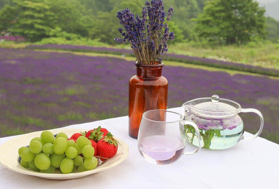 sayoko_betseyさんのインスタグラム写真 - (sayoko_betseyInstagram)「lavender morning picnic💜🌅 ⁡ 1年前朝焼けを見に来た時、来年はラベンダーが咲いてる時に来て朝ごはん食べたいと思ってたのが叶って💜 ⁡ それはそれは静かで良い香り漂う朝でした ⁡ @cazina_beatriz ありがとうございます✨ ⁡ シェアファームのマロウでちょっとラベンダーカラーのハーブティーも楽しんだ🫖 ⁡ 4枚目は、天空のラベンダー園で私達、天使になっちゃった👼　 と見せかけて遊びに来ていたフワフワわんこ達 @fleur_farine  2匹ともラベンダーが似合うんだ🥺 ⁡ #hokkaido #summer #july #sapporo #lavender #lavenderpicnic #sunrise #北海道に恋してる #北海道 #北海道旅行 #誰かに見せたい景色 #夏休み #7月 #週末野心 #ラベンダー #ラベンダー畑 #ピクニック #最高の朝ごはん #札幌 #日の出 #夏夜日記」7月8日 13時25分 - sayoko_betsey