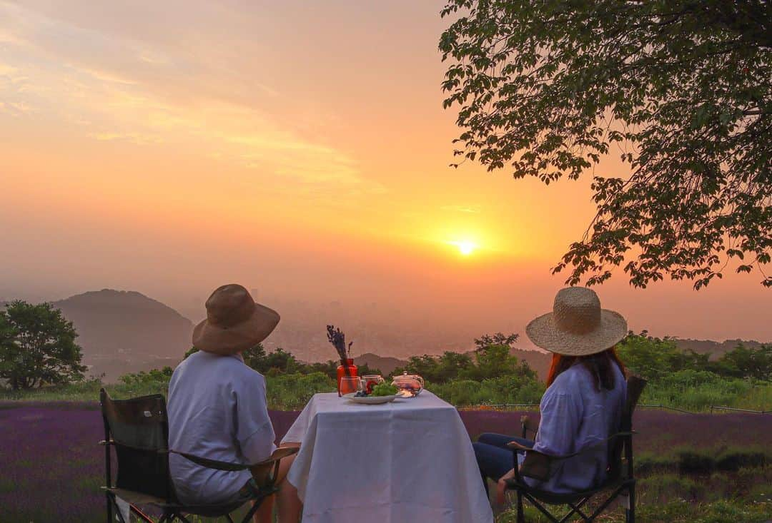 sayoko_betseyのインスタグラム：「lavender morning picnic💜🌅 ⁡ 1年前朝焼けを見に来た時、来年はラベンダーが咲いてる時に来て朝ごはん食べたいと思ってたのが叶って💜 ⁡ それはそれは静かで良い香り漂う朝でした ⁡ @cazina_beatriz ありがとうございます✨ ⁡ シェアファームのマロウでちょっとラベンダーカラーのハーブティーも楽しんだ🫖 ⁡ 4枚目は、天空のラベンダー園で私達、天使になっちゃった👼　 と見せかけて遊びに来ていたフワフワわんこ達 @fleur_farine  2匹ともラベンダーが似合うんだ🥺 ⁡ #hokkaido #summer #july #sapporo #lavender #lavenderpicnic #sunrise #北海道に恋してる #北海道 #北海道旅行 #誰かに見せたい景色 #夏休み #7月 #週末野心 #ラベンダー #ラベンダー畑 #ピクニック #最高の朝ごはん #札幌 #日の出 #夏夜日記」