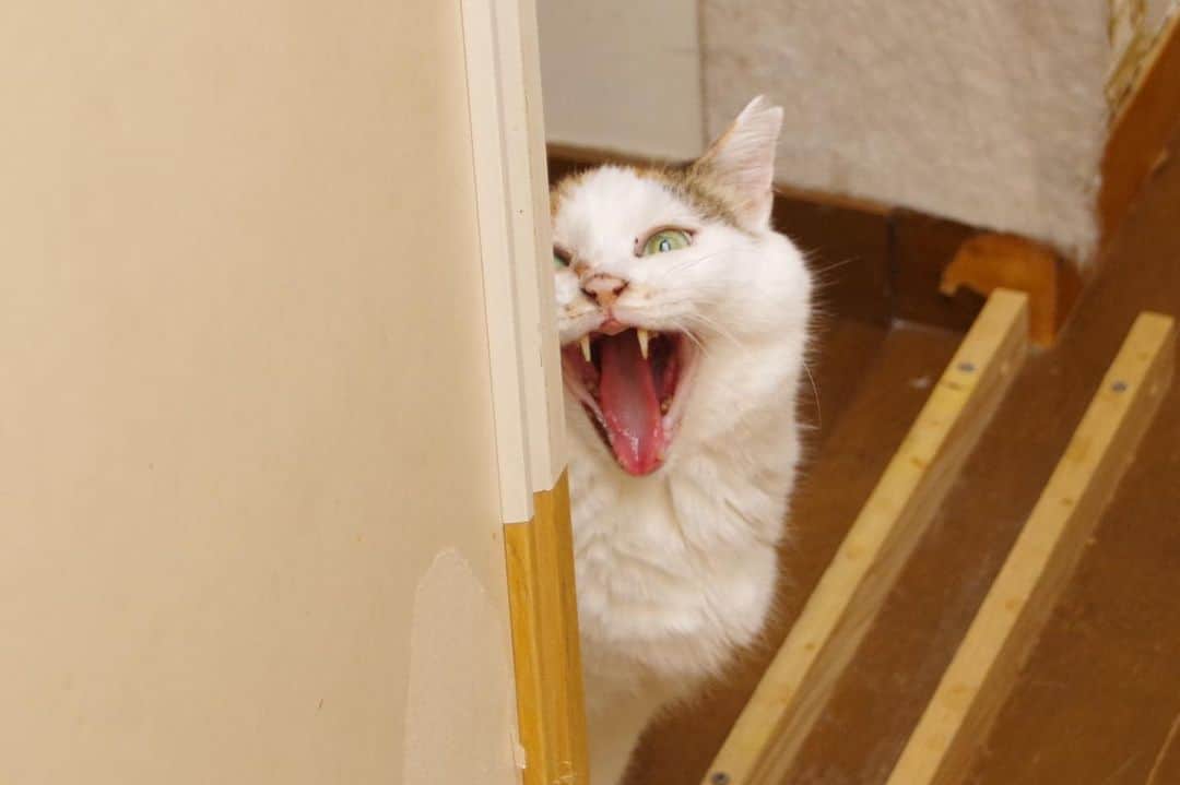 Kachimo Yoshimatsuさんのインスタグラム写真 - (Kachimo YoshimatsuInstagram)「ミケ子、あそぼ！  #うちの猫ら #mikeko #猫 #ねこ #ニャンスタグラム #にゃんすたぐらむ #ねこのきもち #cat #ネコ #catstagram #ネコ部 http://kachimo.exblog.jp」7月8日 14時48分 - kachimo