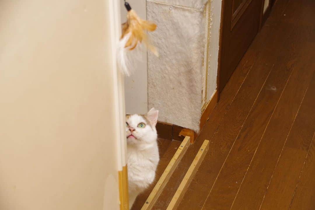 Kachimo Yoshimatsuのインスタグラム：「ミケ子、あそぼ！  #うちの猫ら #mikeko #猫 #ねこ #ニャンスタグラム #にゃんすたぐらむ #ねこのきもち #cat #ネコ #catstagram #ネコ部 http://kachimo.exblog.jp」